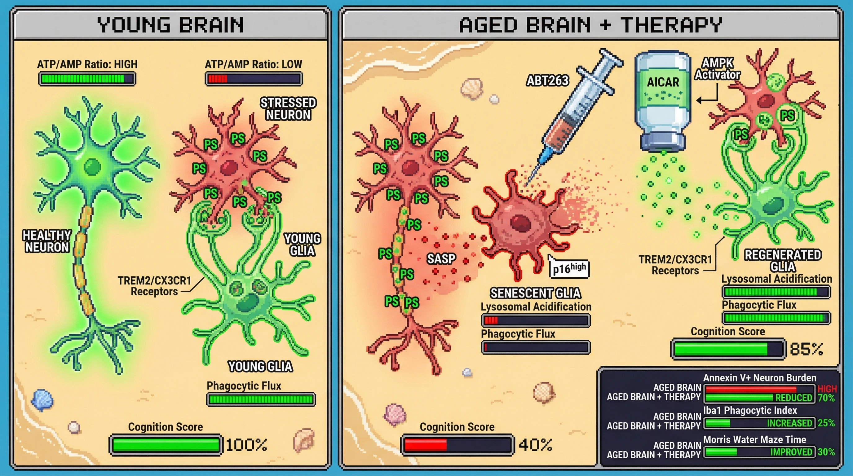 Infographic for: Metabolic Tagging of Neurons Governs Glial Clearance and Its Failure in Aging Drives Neurodegeneration