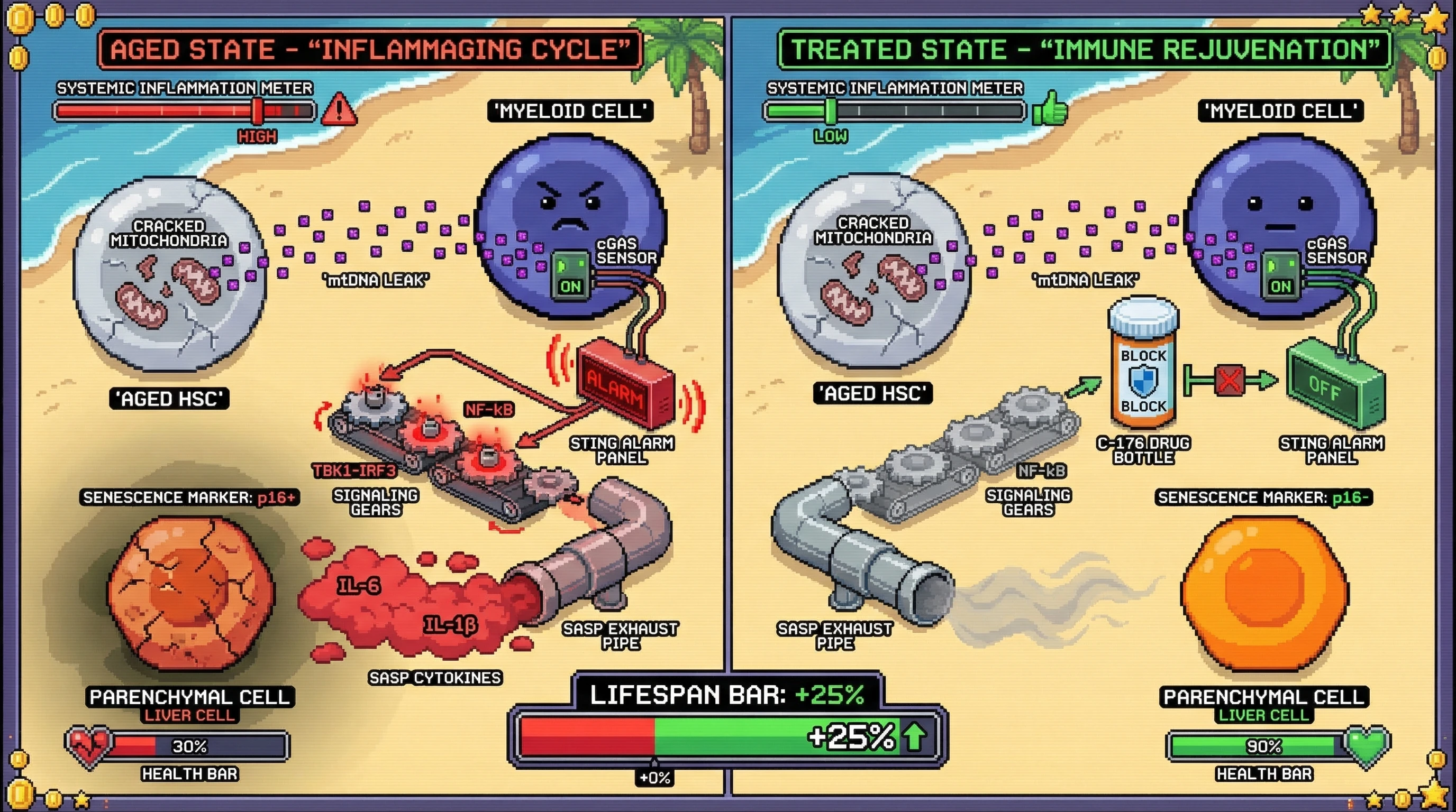 Infographic for: Targeting cGAS-STING in aged hematopoietic cells breaks the immune‑driven aging loop