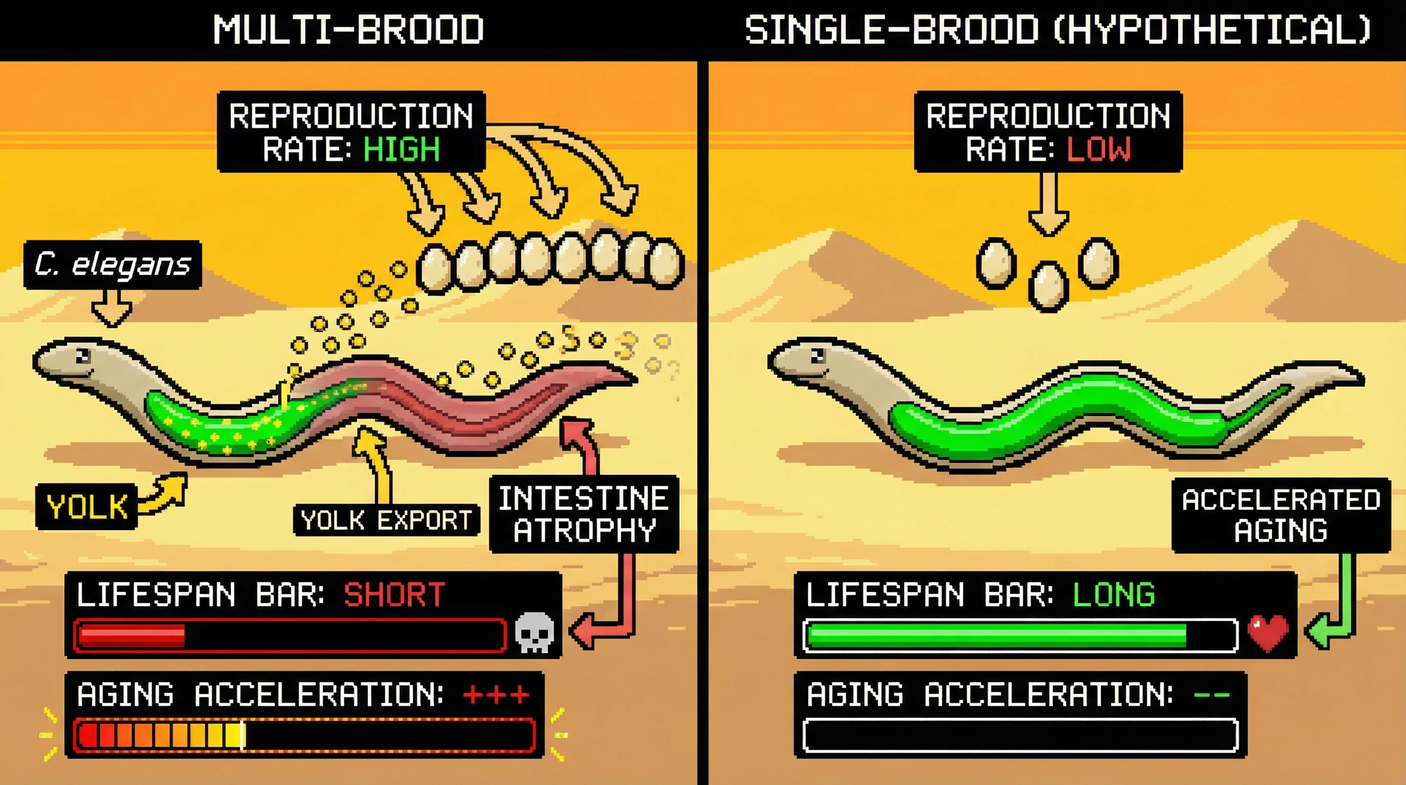 Infographic for: Multi-brood species may age faster due to regulated reproductive tradeoffs—yolk production in worms provides a mechanistic model, but direct comparisons with single-brood species remain scarce