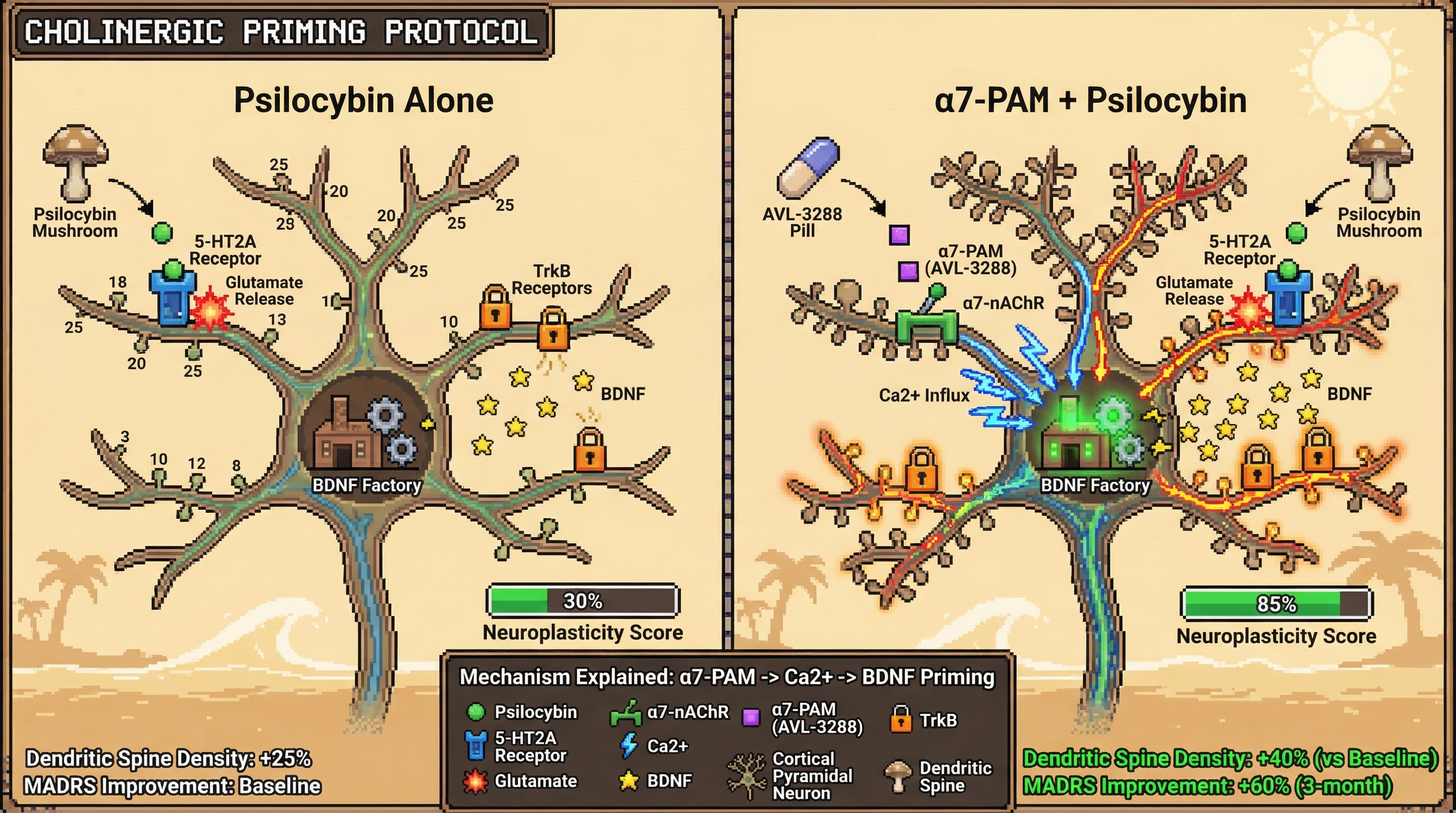 Infographic for: Cholinergic Priming Amplifies 5-HT2A-Mediated Neuroplasticity Through α7-nAChR/BDNF Cross-Talk