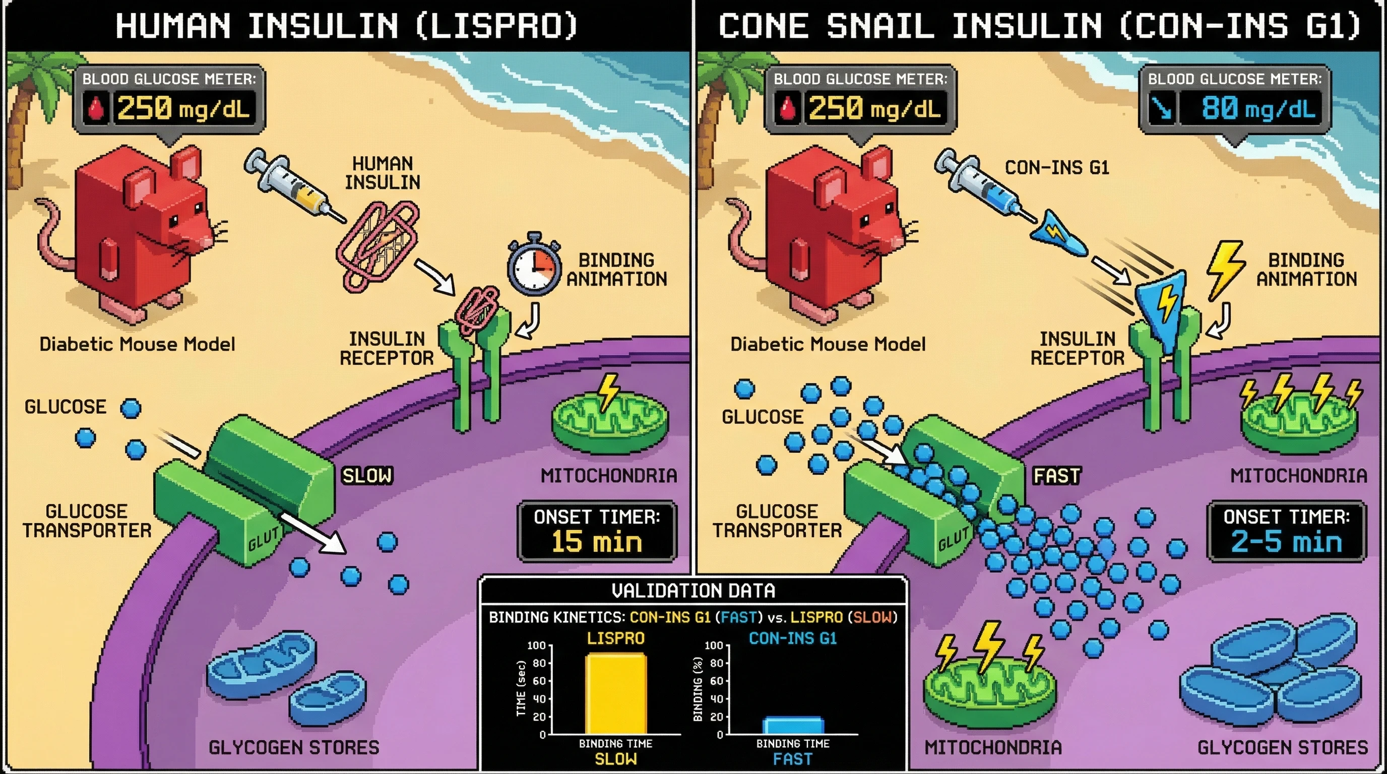 Mechanism: Cone snail insulin (Con-Ins G1) binds to the insulin receptor much faster than human insulin, triggering rapid glucose uptake into cells. Readout: Readout: In a diabetic model, Con-Ins G1 normalizes blood glucose levels within 2-5 minutes, significantly faster than the 15+ minutes required for human rapid-acting insulins like Lispro.