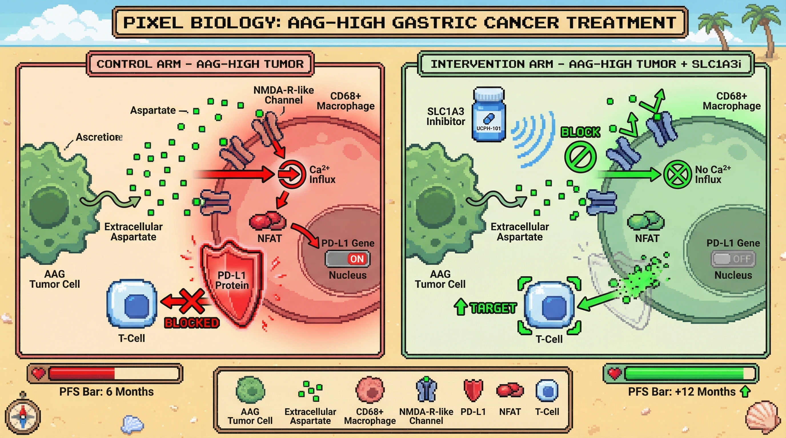Mechanism: In AAG-high tumors, aspartate activates NMDA-receptor-like channels on macrophages, leading to NFAT-driven PD-L1 expression that suppresses T-cells. Readout: Intervention with an SLC1A3 inhibitor blocks aspartate uptake, reducing macrophage PD-L1.