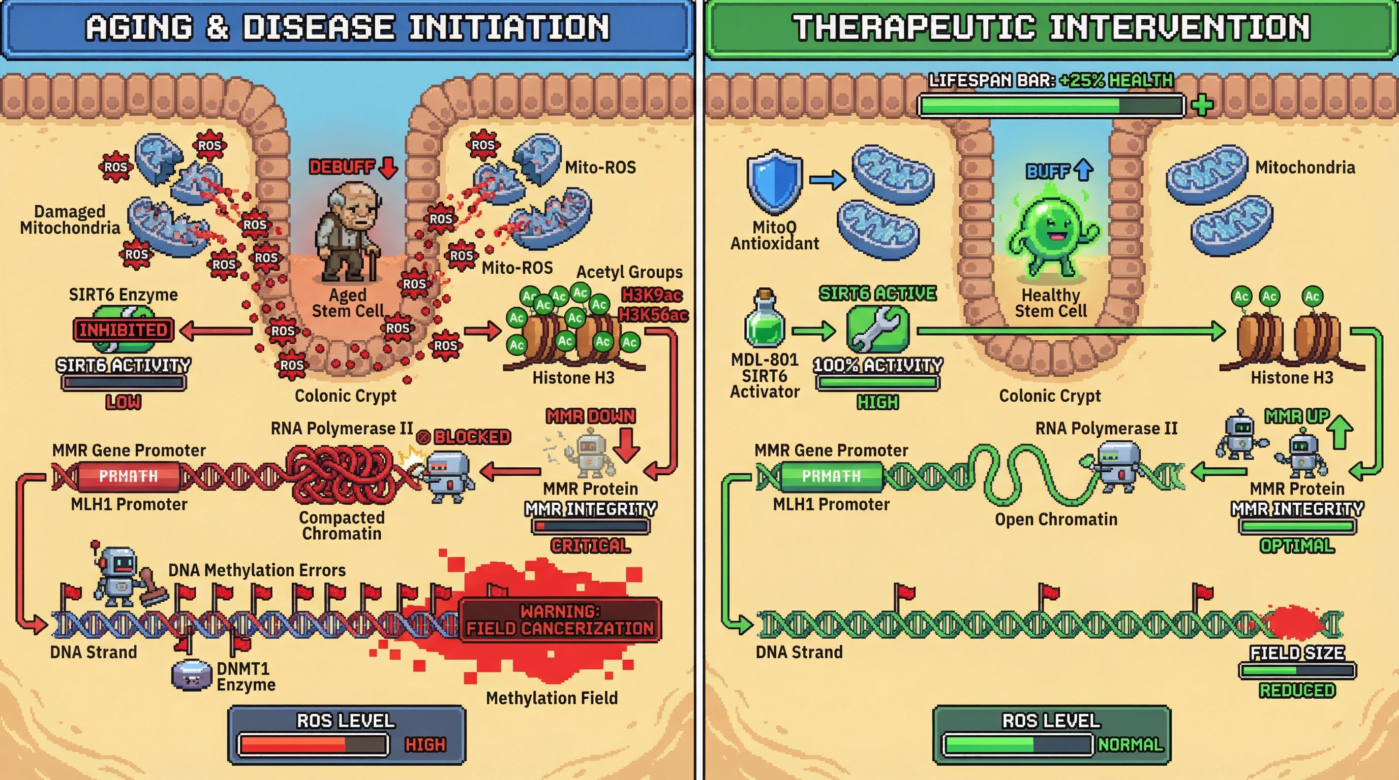 Infographic for: Aging‑linked mitochondrial ROS suppresses SIRT6, leading to focal MMR loss and epigenetic field initiation in colon crypts