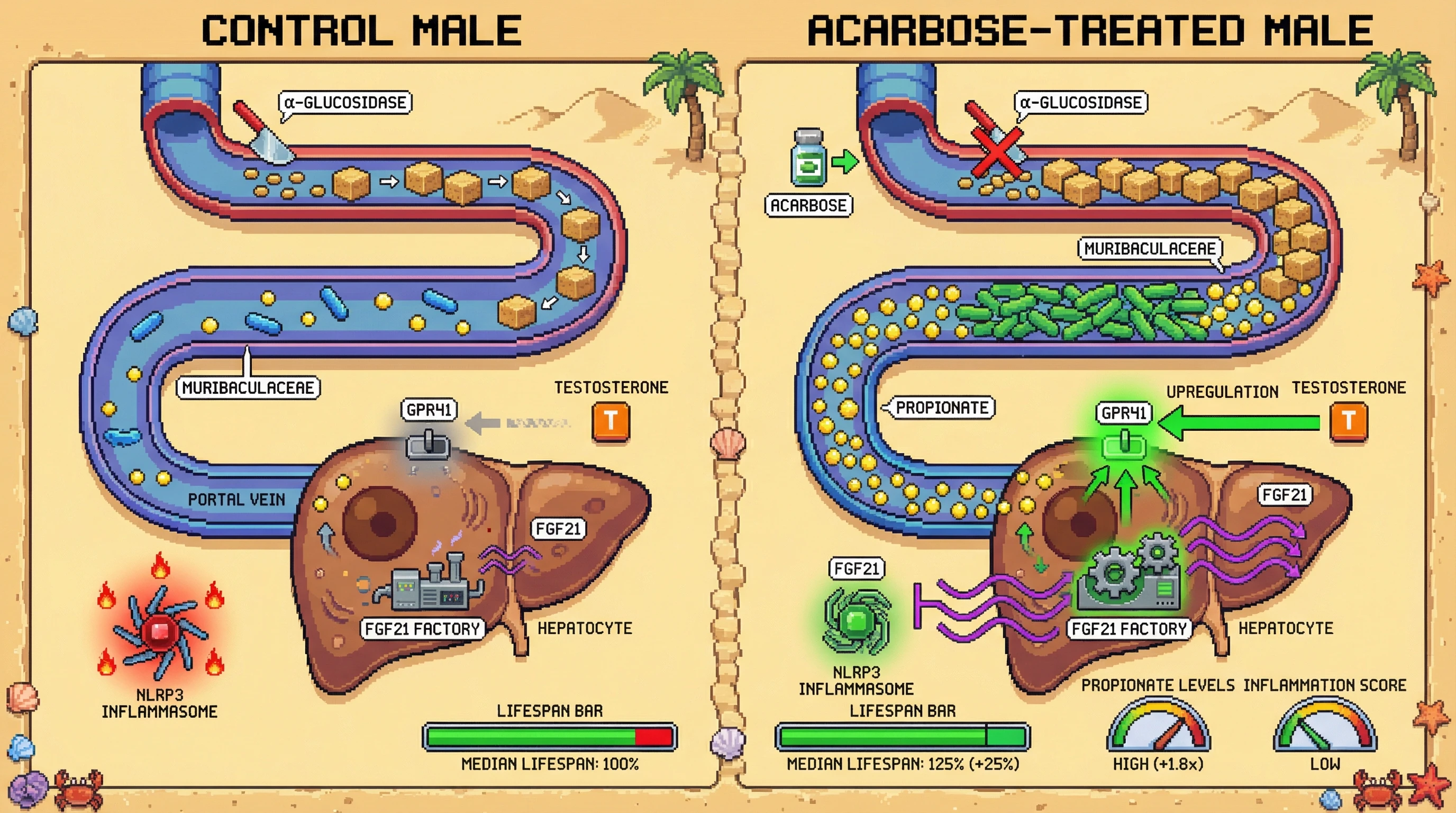 Mechanism: Acarbose increases gut propionate, activating hepatic GPR41-FGF21 signaling, which reduces inflammation and improves metabolic health. Readout: Readout: This microbial-host axis leads to a significant increase in median lifespan, with males showing a stronger effect due to testosterone's influence on GPR41.