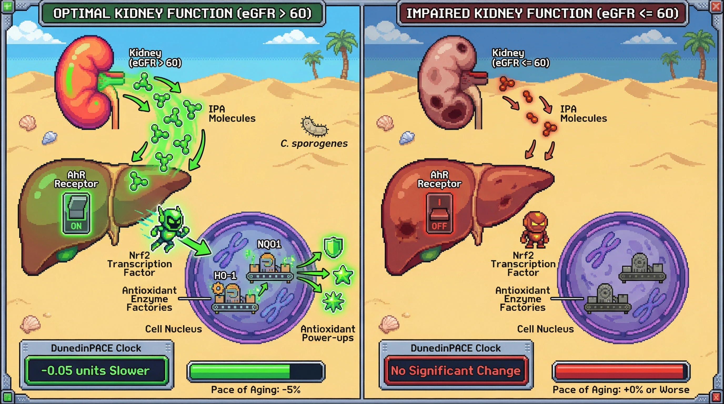 Mechanism: High kidney function (eGFR 60) enables sufficient IPA bioavailability to activate hepatic AhR, leading to Nrf2-mediated antioxidant enzyme production. Readout: Readout: This pathway is associated with a 5% slower pace of epigenetic aging (DunedinPACE), an effect attenuated with impaired kidney function.