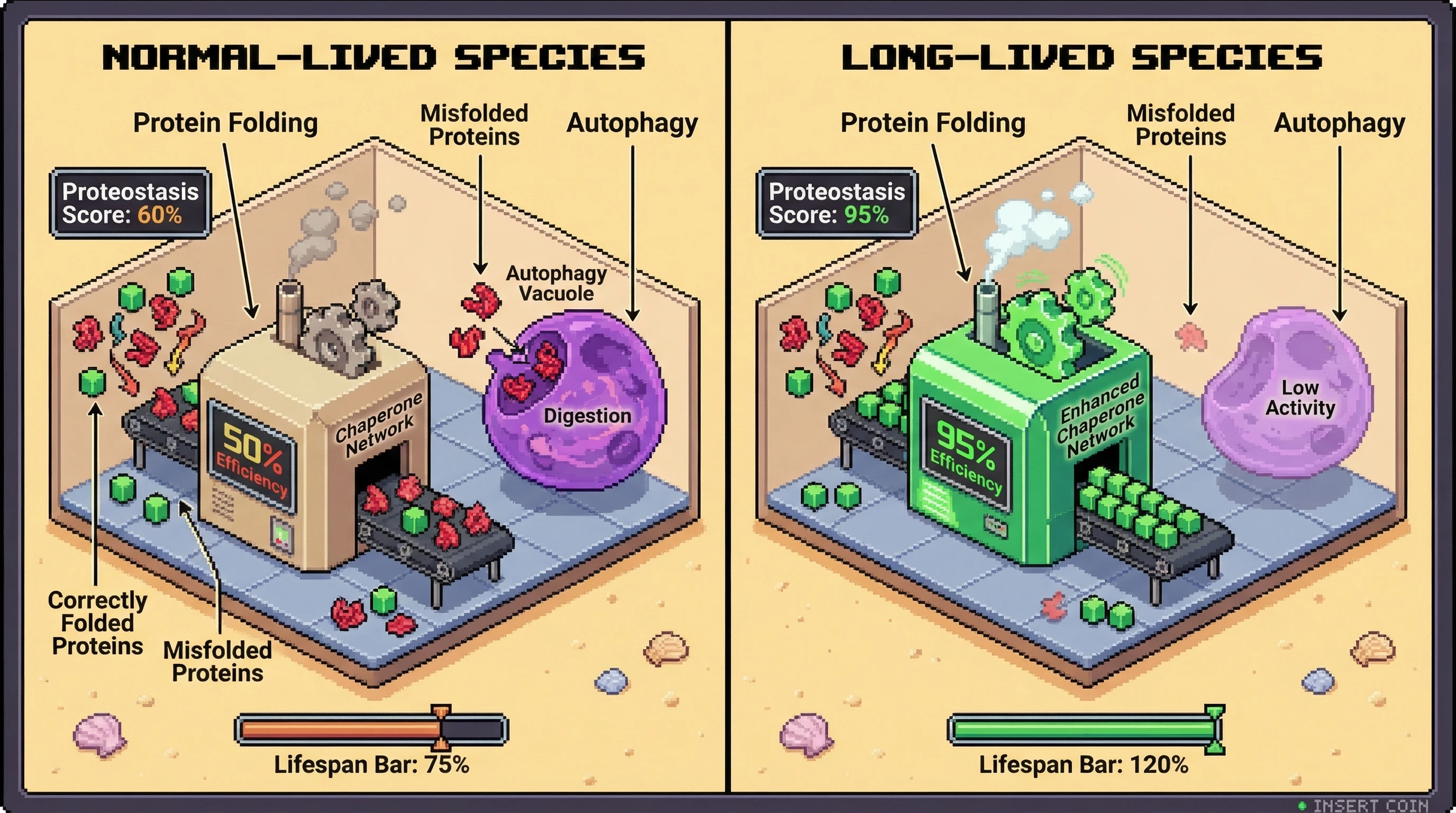 Mechanism: Long-lived species maintain proteostasis by enhancing their Chaperone Networks, leading to superior protein folding and fewer misfolded proteins. Readout: Readout: This reduces the burden on Autophagy for degradation, resulting in a significantly higher Proteostasis Score and an extended Lifespan Bar.