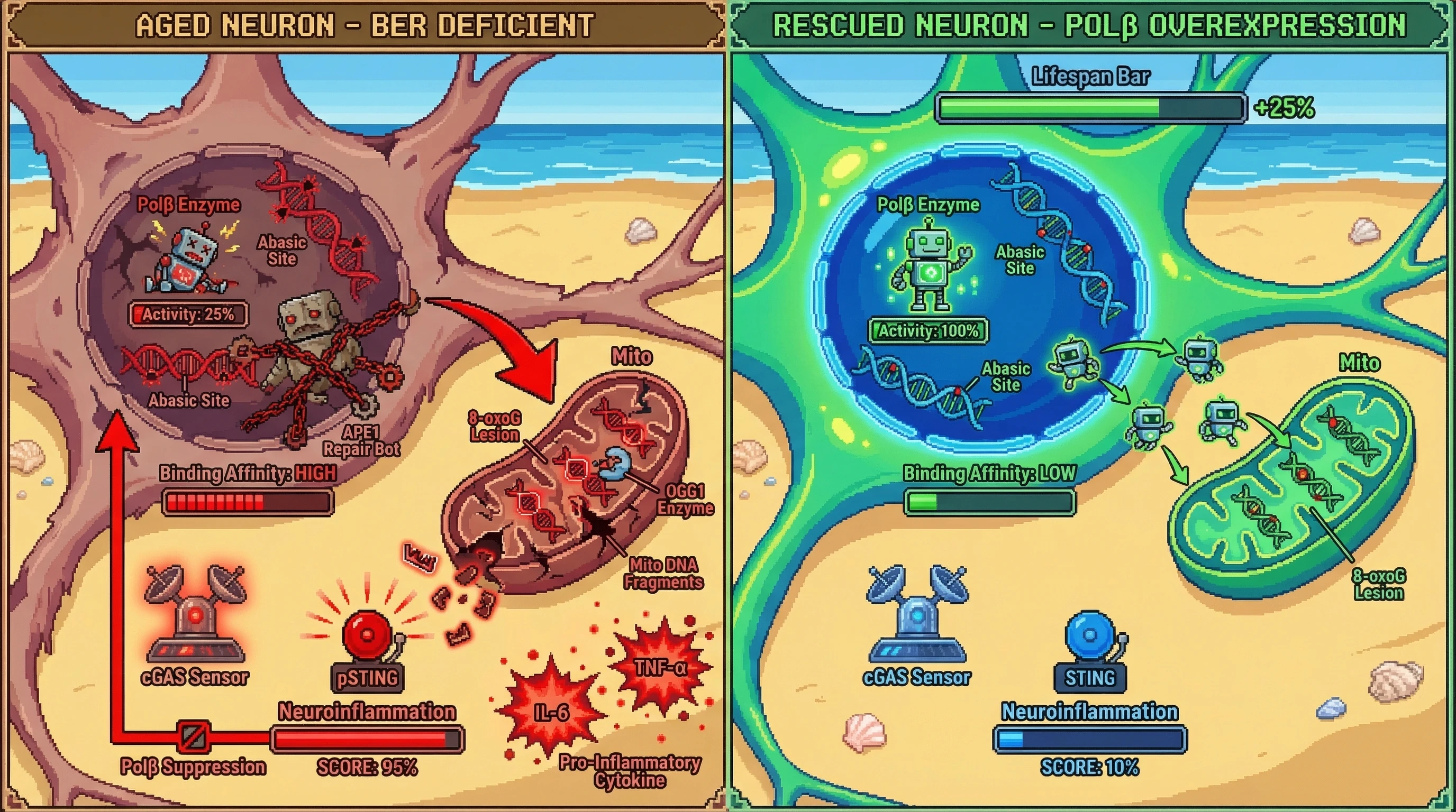Infographic for: Polβ deficiency creates an abasic‑site sink that exacerbates mitochondrial 8‑oxoguanine accumulation and neuroinflammation in aging neurons