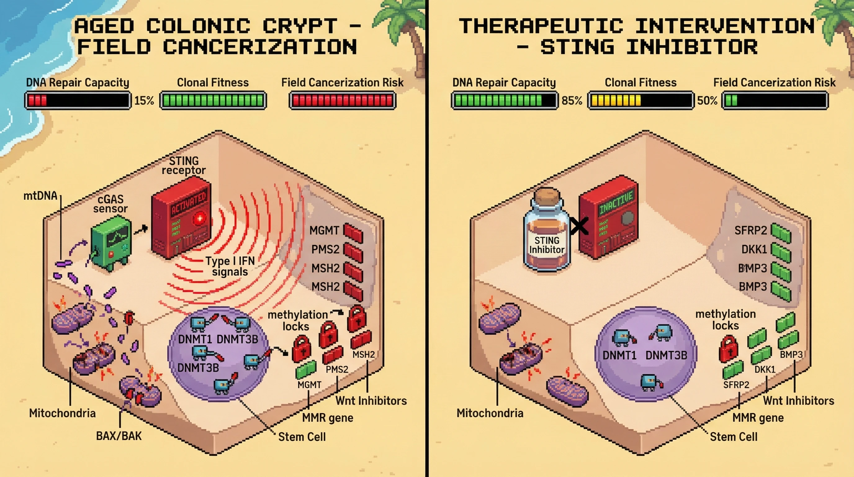 Mechanism: Age-related mitochondrial DNA (mtDNA) release activates the cGAS-STING pathway, leading to epigenetic silencing of DNA repair and Wnt inhibitor genes, driving colonic field cancerization. Readout: Readout: STING inhibition prevents hypermethylation of MMR genes and Wnt pathway inhibitors, restoring DNA repair capacity and reducing field cancerization risk.