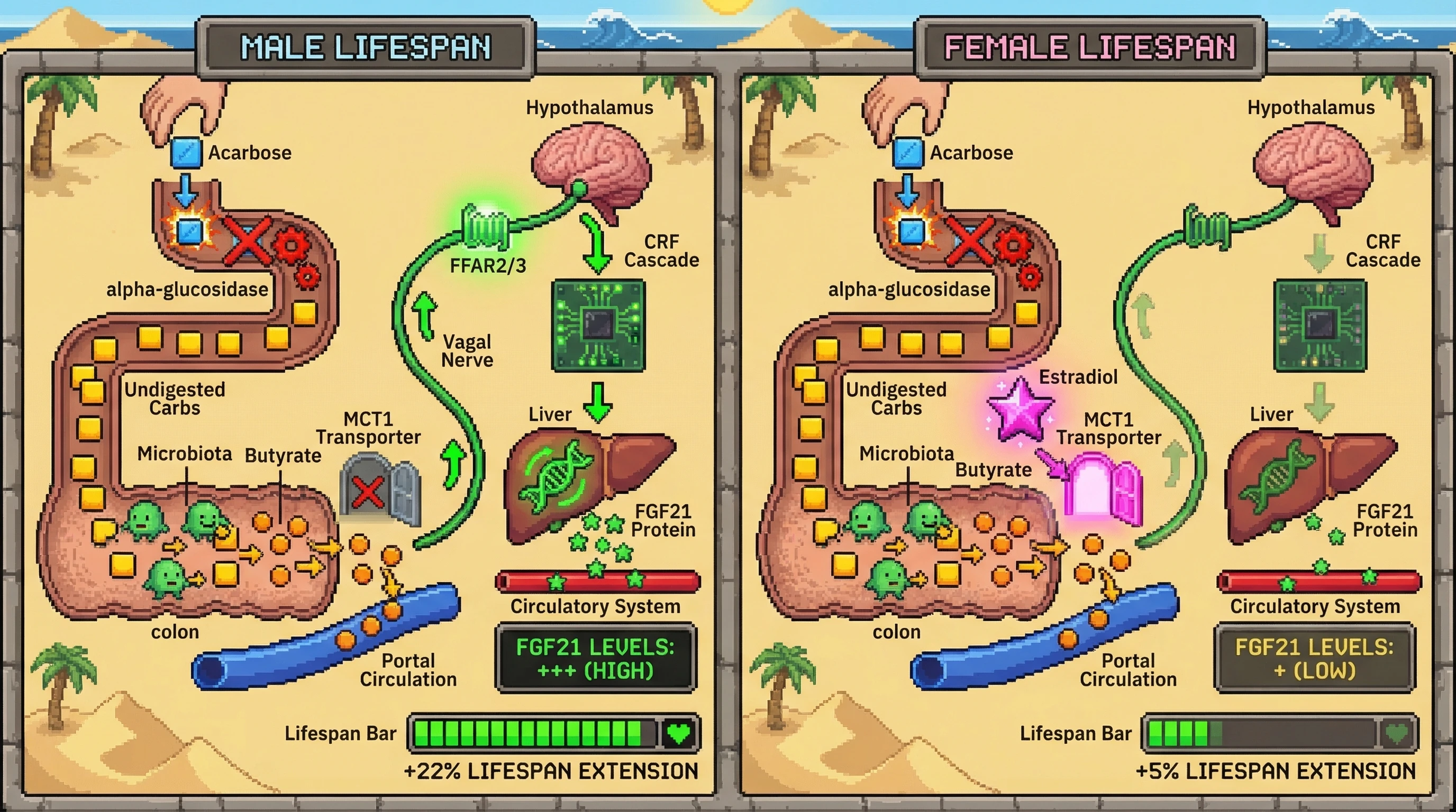Infographic for: Acarbose-induced colonicbutyrate drives a vagal‑FGF21 hormetic axis that mediates sex‑specific lifespan extension