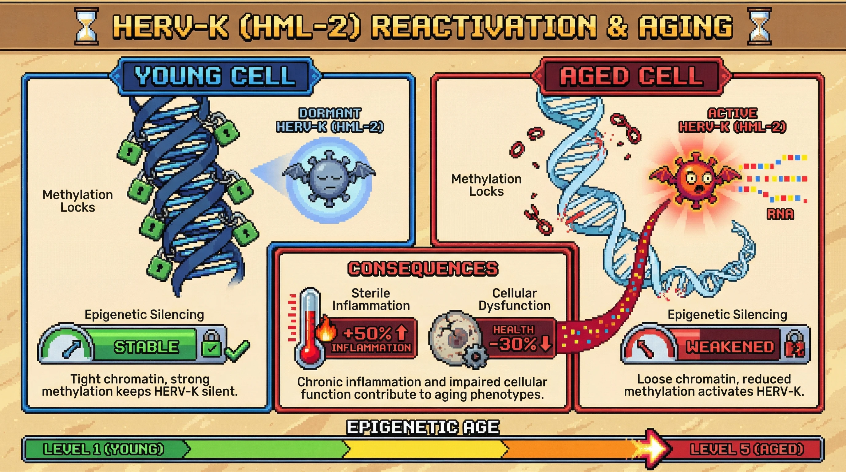 This infographic illustrates how human endogenous retroviruses (HERV-K HML-2) become reactivated in aged cells due to weakened epigenetic silencing, leading to increased inflammation and cellular dysfunction, serving as a potential biomarker for 'epigenetic age'.