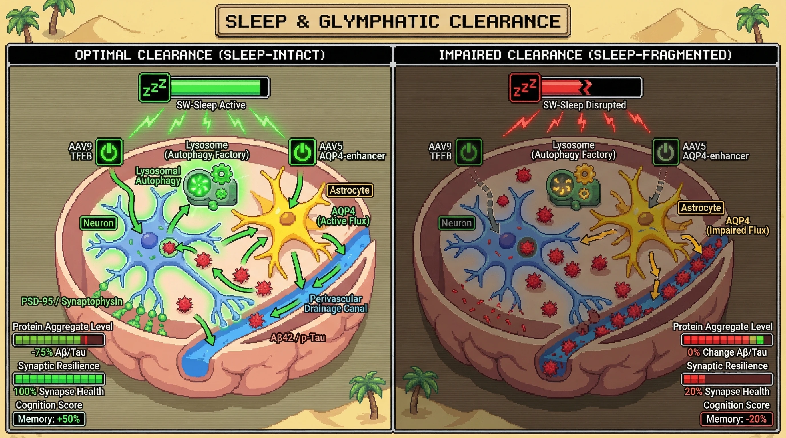 Infographic for: Dual AAV9/AAV5 delivery of TFEB and AQP4 modulators creates a sleep‑gated clearance circuit that predicts loss of synaptic resilience when sleep‑wake coupling is disrupted