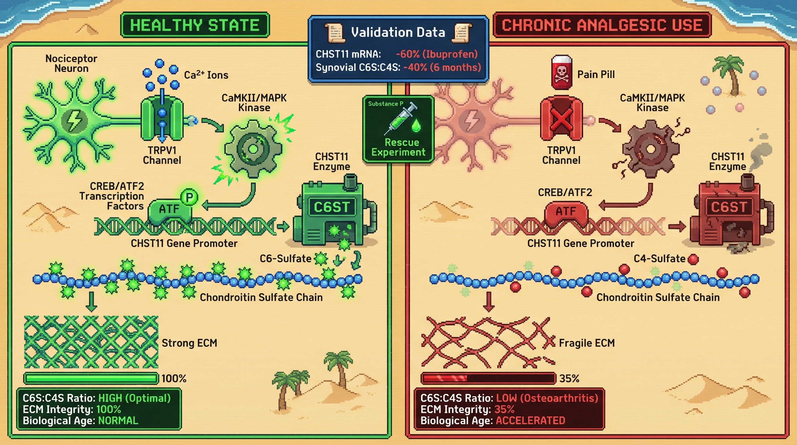 Mechanism: Chronic analgesic use blunts nociceptive Ca2+ signaling, reducing CREB/ATF2 activation and subsequent CHST11 enzyme expression, leading to a pro-aging shift in chondroitin sulfate C6S:C4S ratio. Readout: Readout: This results in significantly reduced CHST11 mRNA levels and a decline in the C6S:C4S ratio, accelerating ECM fragility and biological aging.