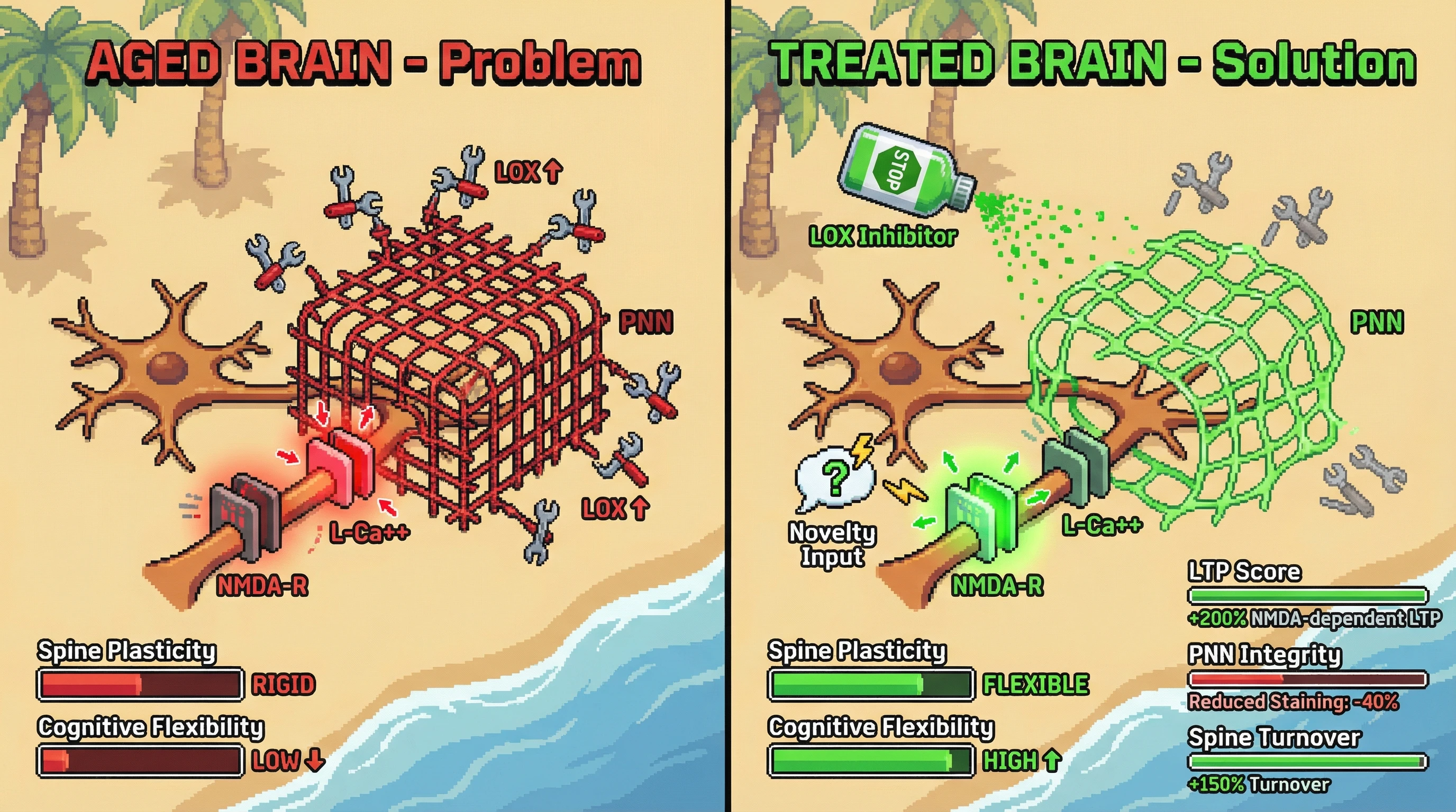 Infographic for: LOX-mediated perineuronal net stiffening drives age-related cognitive rigidity and is reversible with combined enzymatic inhibition and controlled uncertainty