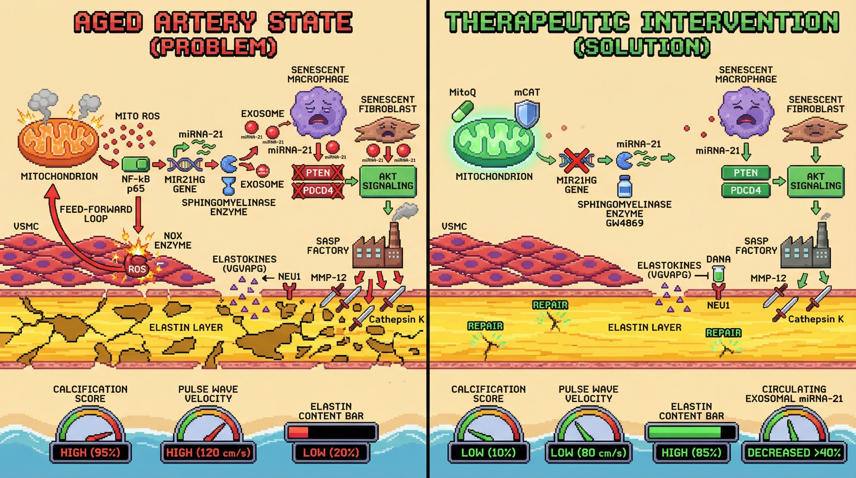 Mechanism: In aged arteries, mitochondrial ROS in VSMCs triggers exosomal miRNA-21 release, which activates elastase production in senescent cells, leading to elastin fragmentation and calcification. Readout: Readout: Combined therapy reduces circulating exosomal miRNA-21 by 40%, decreases calcification score to 10%, lowers pulse wave velocity to 80 cm/s, and restores aortic elastin content to 80% of young adult levels.