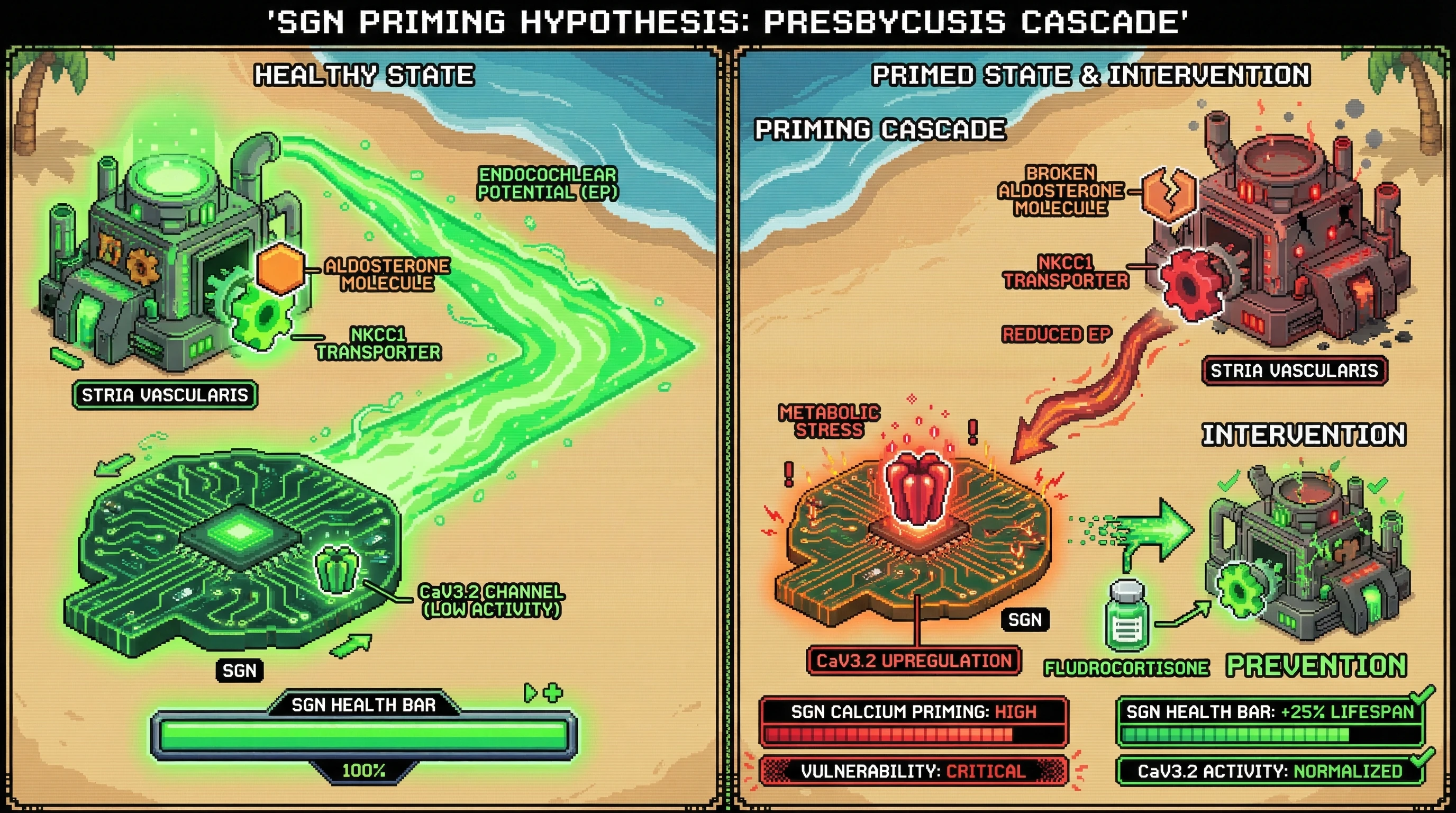 Infographic for: Aldosterone-Driven Calcium Priming Hypothesis: Early Stria Vascularis Decline Creates a Metabolic Niche That Triggers Late-Stage SGN Vulnerability
