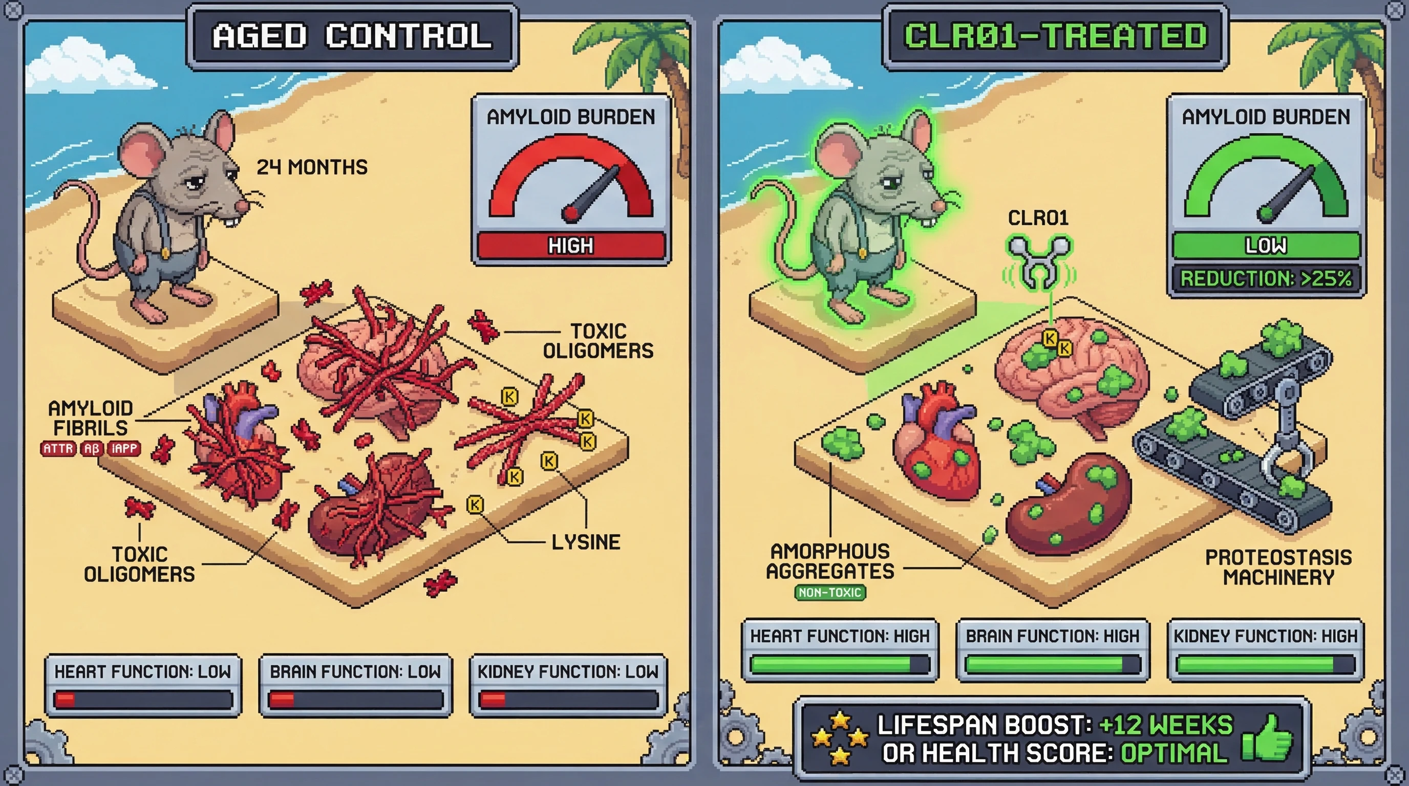 Infographic for: CLR01's process-specific lysine-clamping mechanism, applied chronically to naturally aged wild-type mice harboring mu...