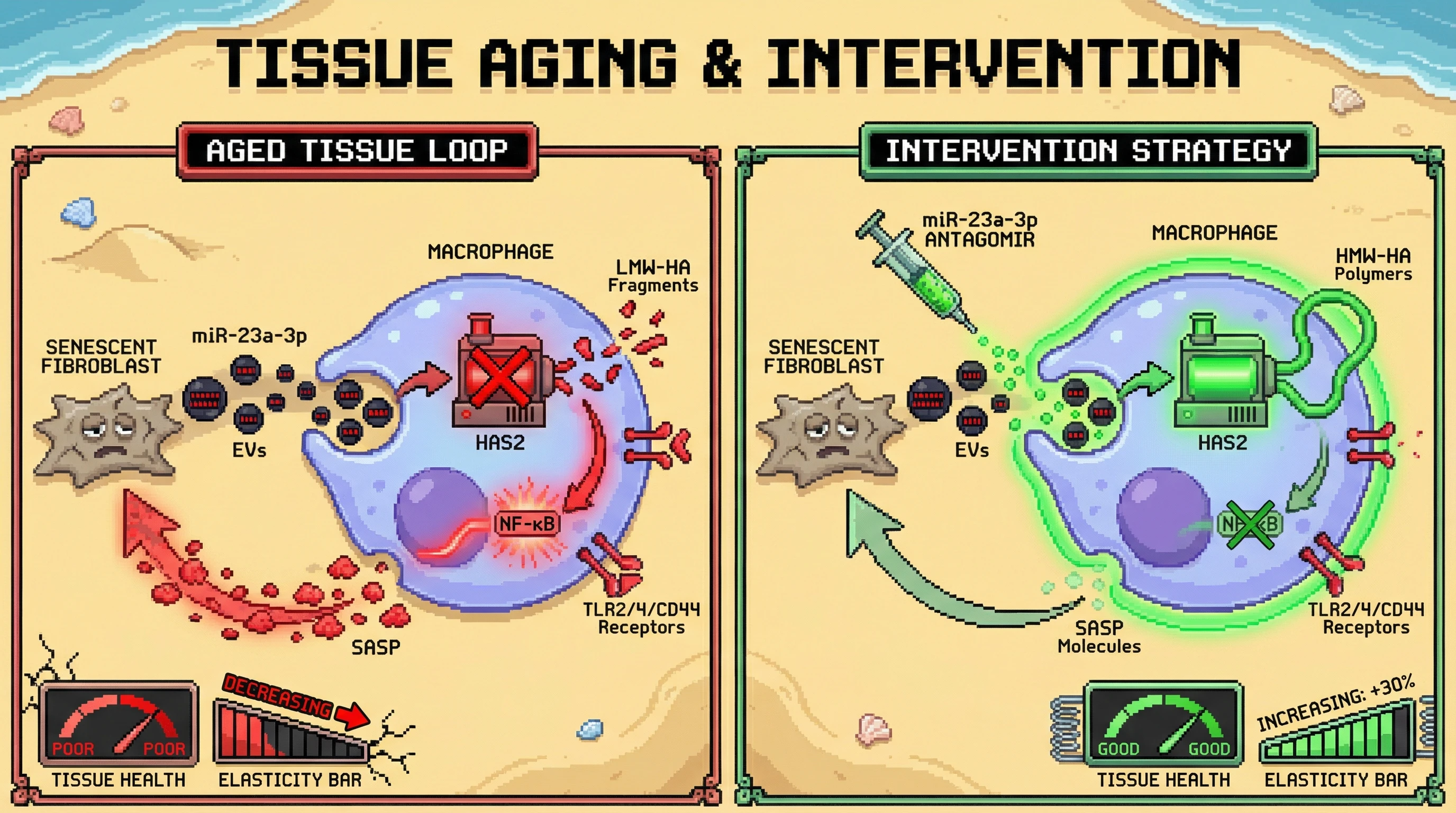 Infographic for: Macrophage‑Intrinsic Hyaluronan Damage Loop Amplifies Fibroblast Senescence and Drives Tissue Aging