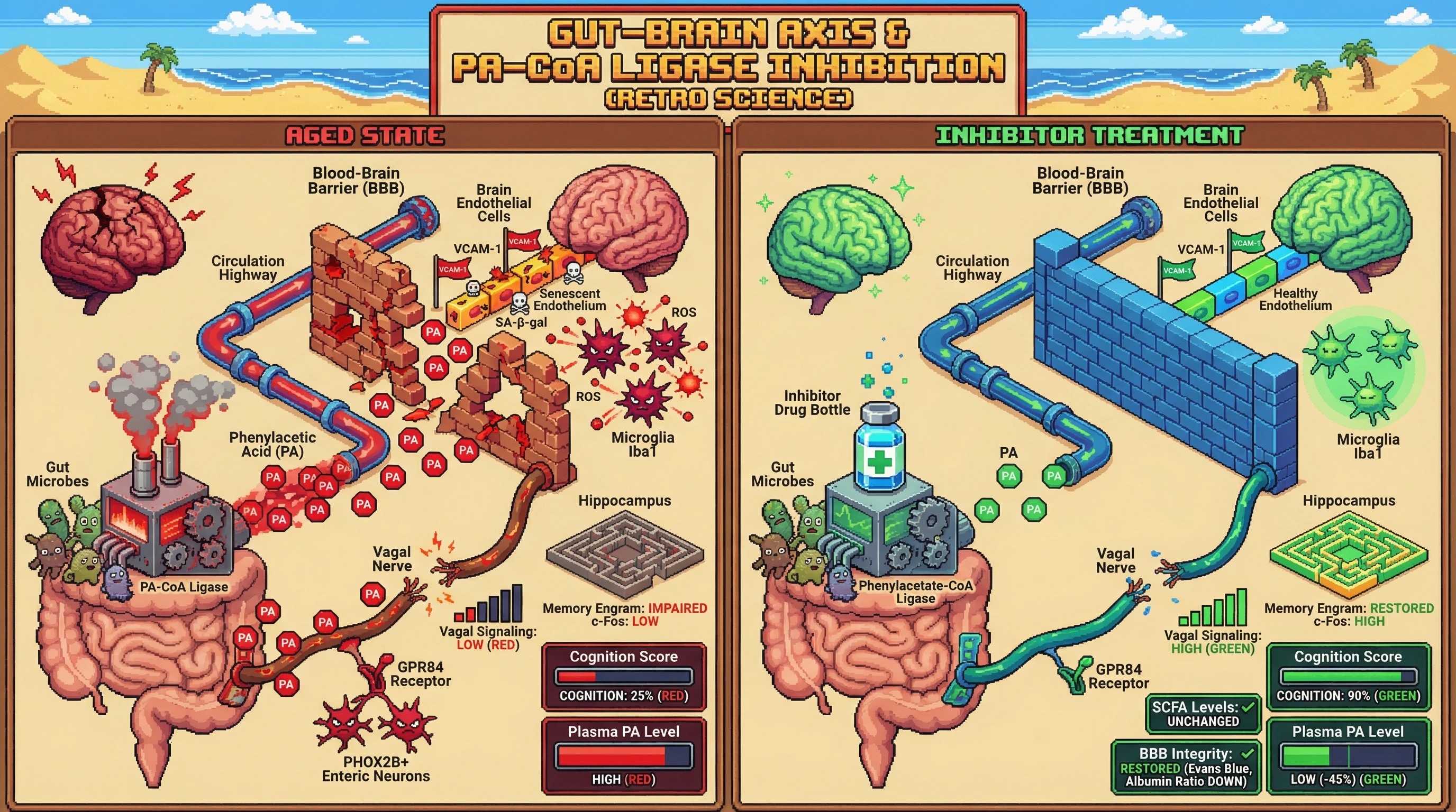 Mechanism: A microbial phenylacetate-CoA ligase inhibitor reduces gut-derived phenylacetic acid (PA), which restores blood-brain barrier integrity and vagal afferent signaling. Readout: Readout: Plasma PA levels decrease by 45%, while cognition and vagal signaling are significantly improved, and BBB leakage is reduced.