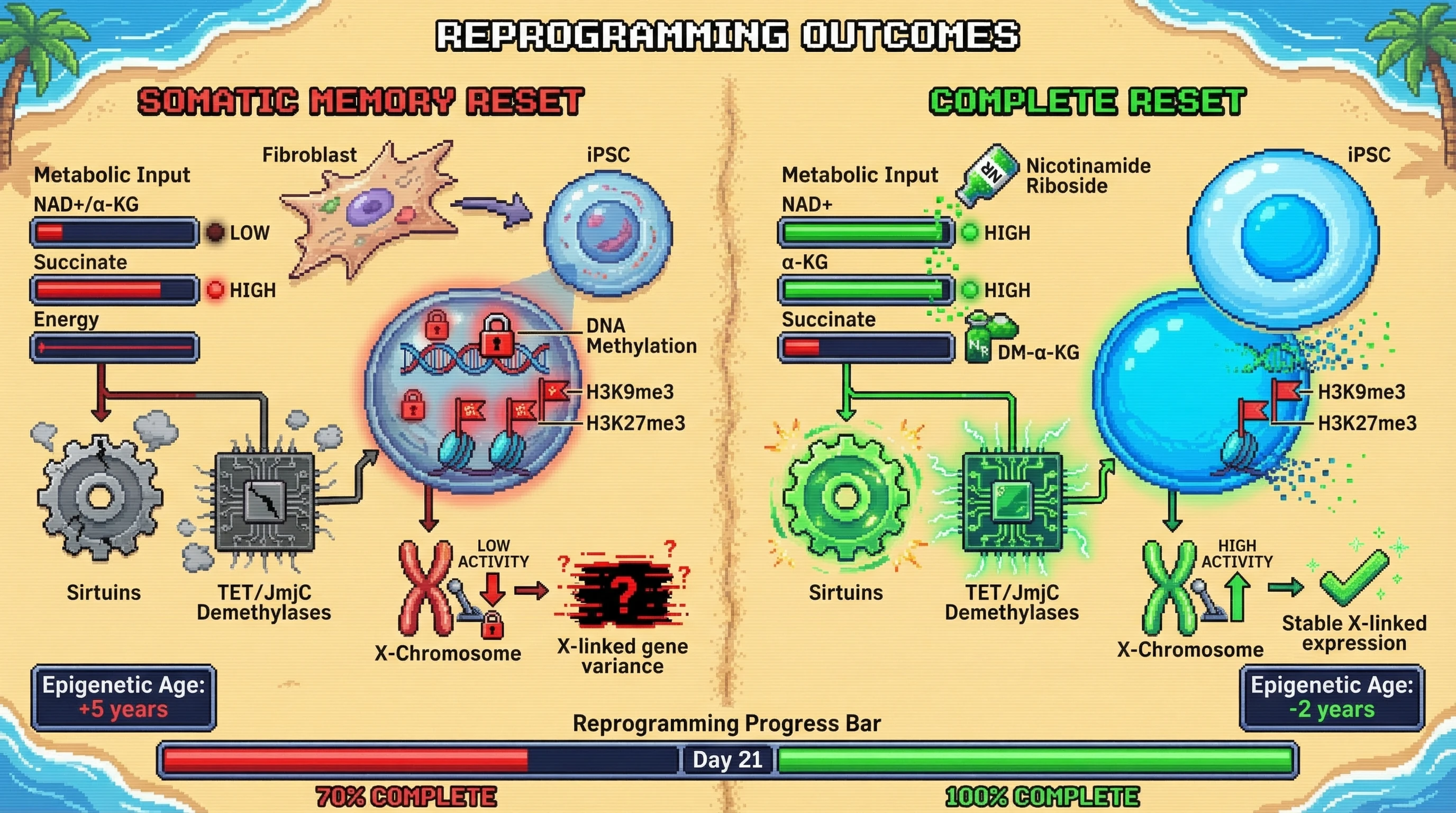 Infographic for: Metabolic NAD⁺/α‑KG Ratio Determines Incomplete Erasure of Somatic Epigenetic Aging Marks During iPSC Reprogramming