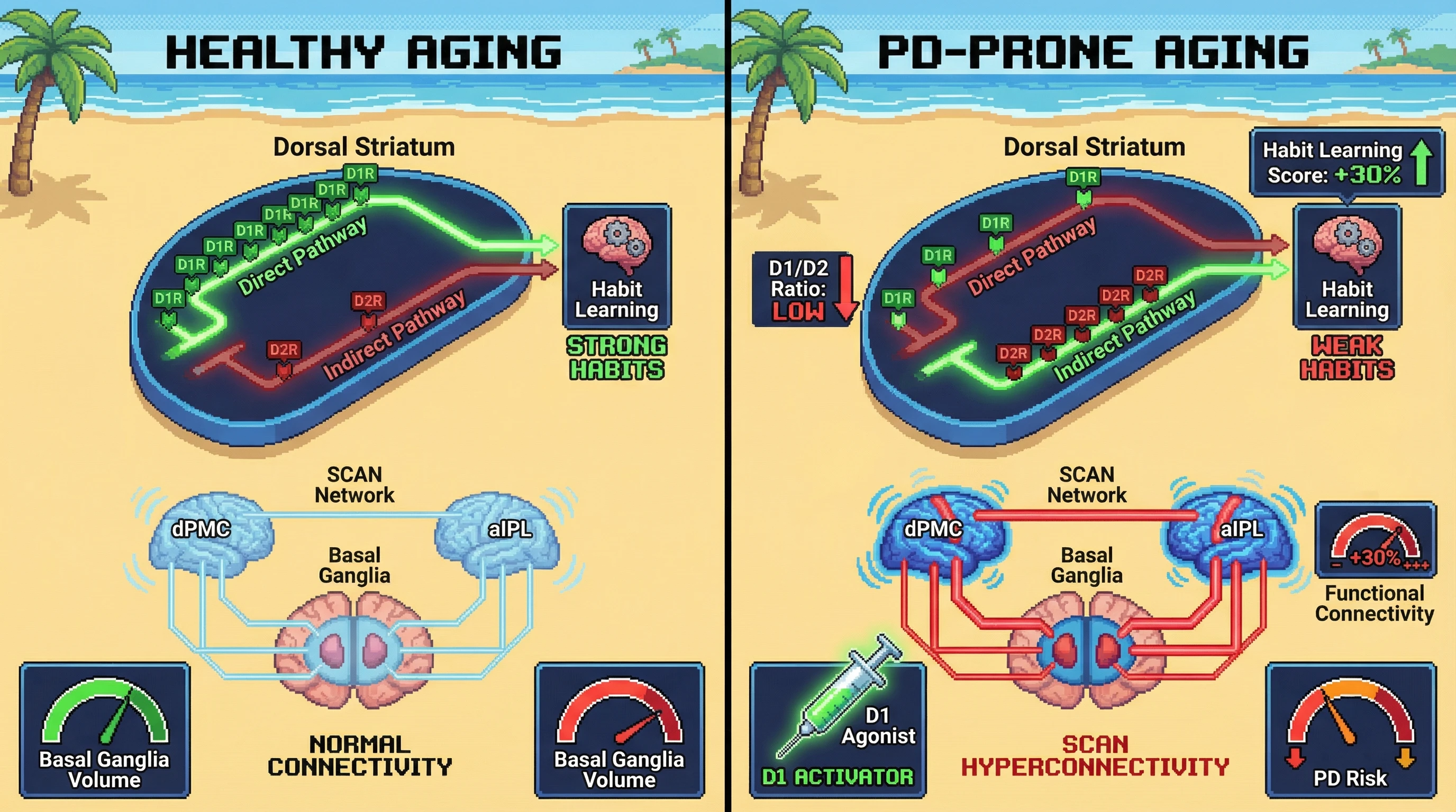 Infographic for: Age-Related D1/D2 Striatal Imbalance Drives Premature Habit Learning Deficits and SCAN Hyperconnectivity, Predicting Parkinson's Disease Onset
