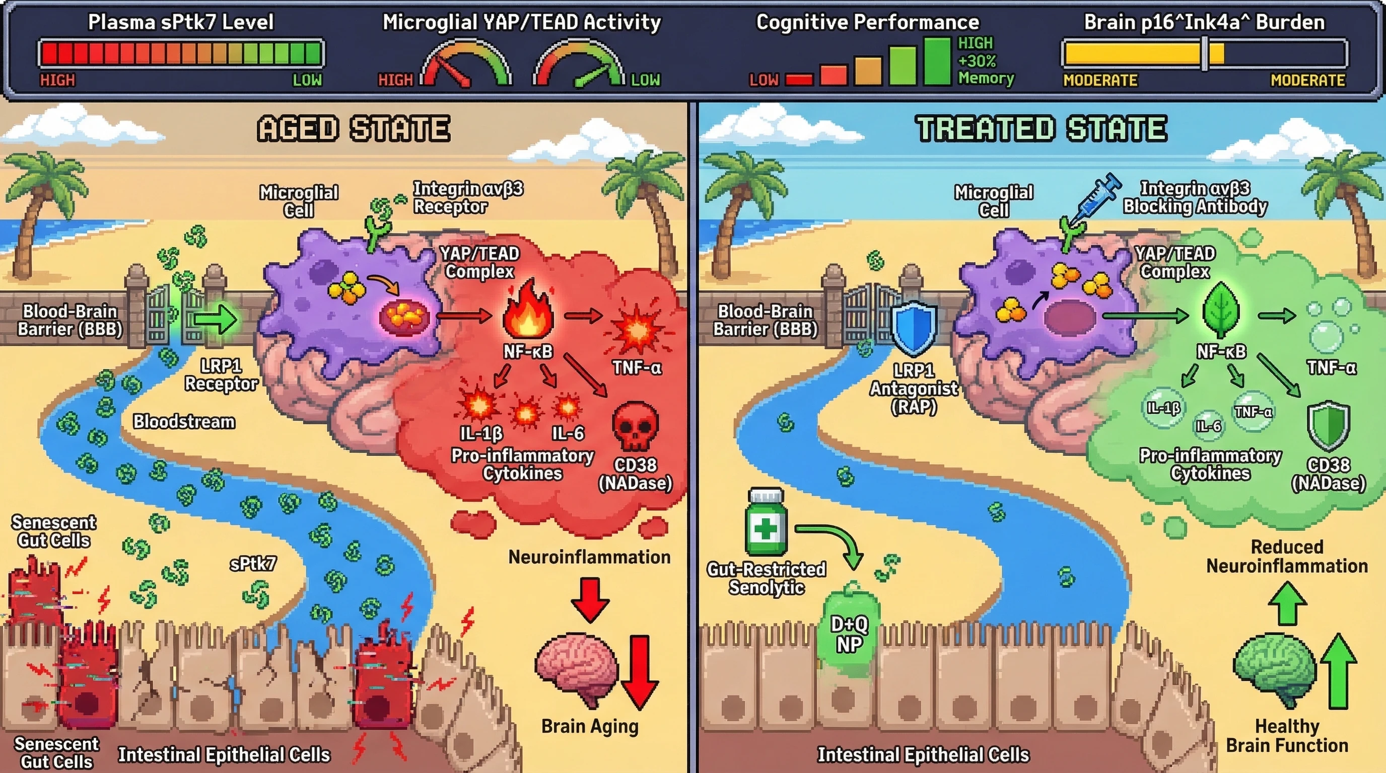 Infographic for: Gut Senescence-Derived sPtk7 Drives Neuroinflammation via YAP/TEAD-Mediated Microglial Activation