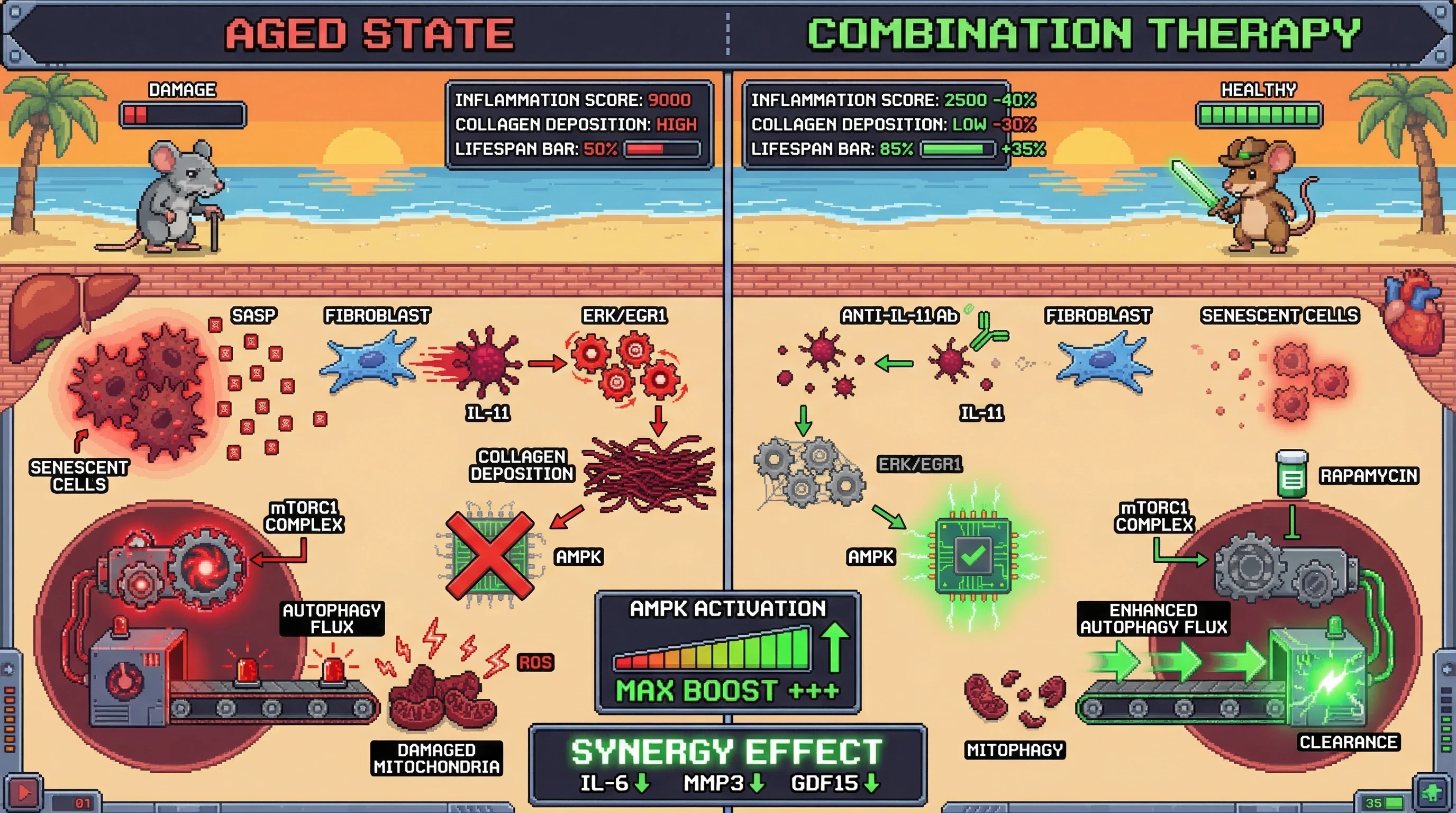 Mechanism: Anti-IL-11 antibody and rapamycin synergistically restore metabolic repair pathways in aged tissues. Readout: Readout: Collagen deposition decreases by 30%, SASP markers drop by 40%, and median lifespan extends by 35%.