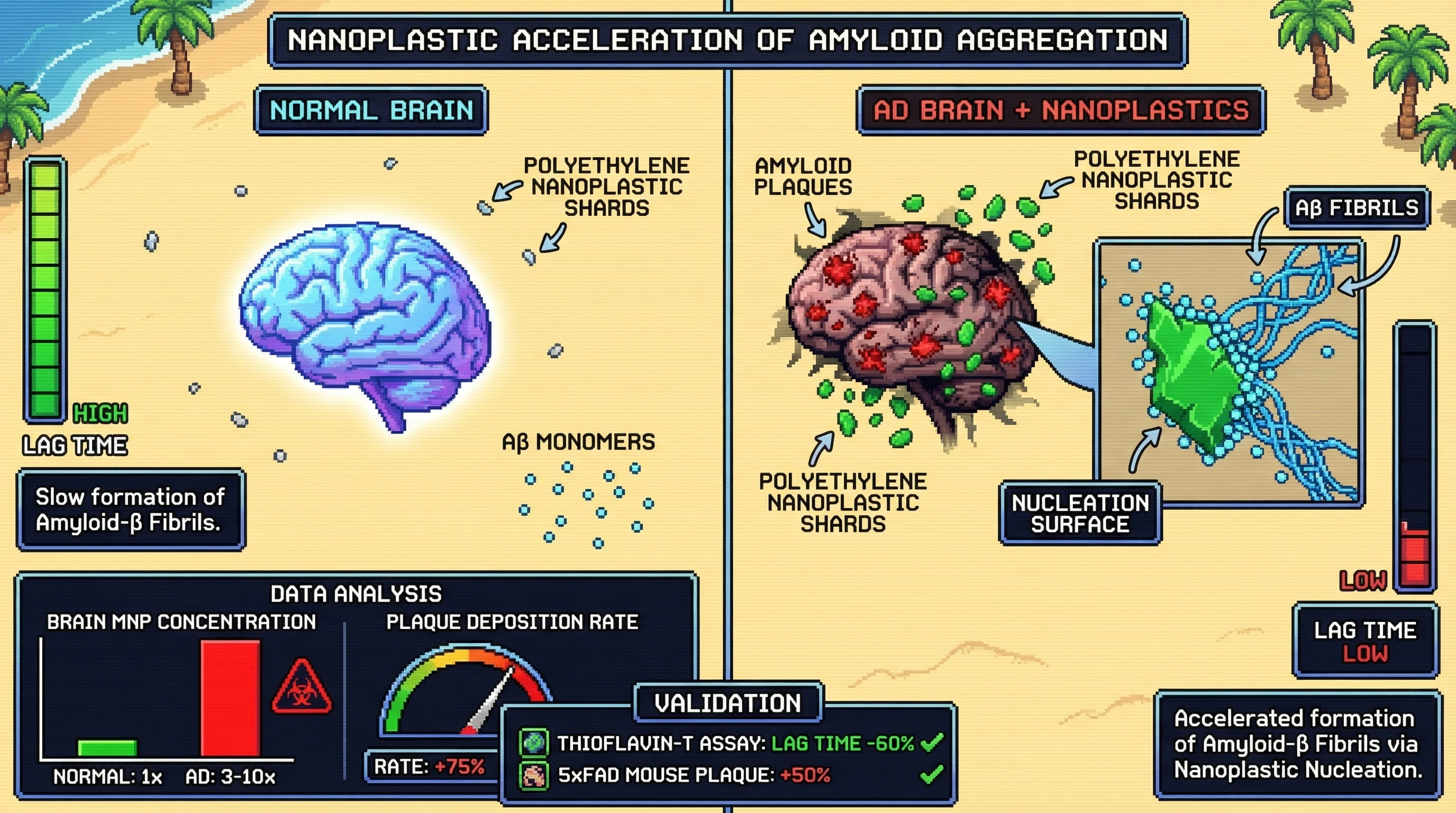 Mechanism: Polyethylene nanoplastics in brain tissue act as surface-catalyzed nucleation sites, concentrating amyloid-β monomers and accelerating their aggregation into fibrils. Readout: Readout: In vitro, nanoplastics reduce Aβ42 aggregation lag time; in vivo, they increase amyloid plaque deposition in mouse models and correlate with higher MNP in human AD brains.