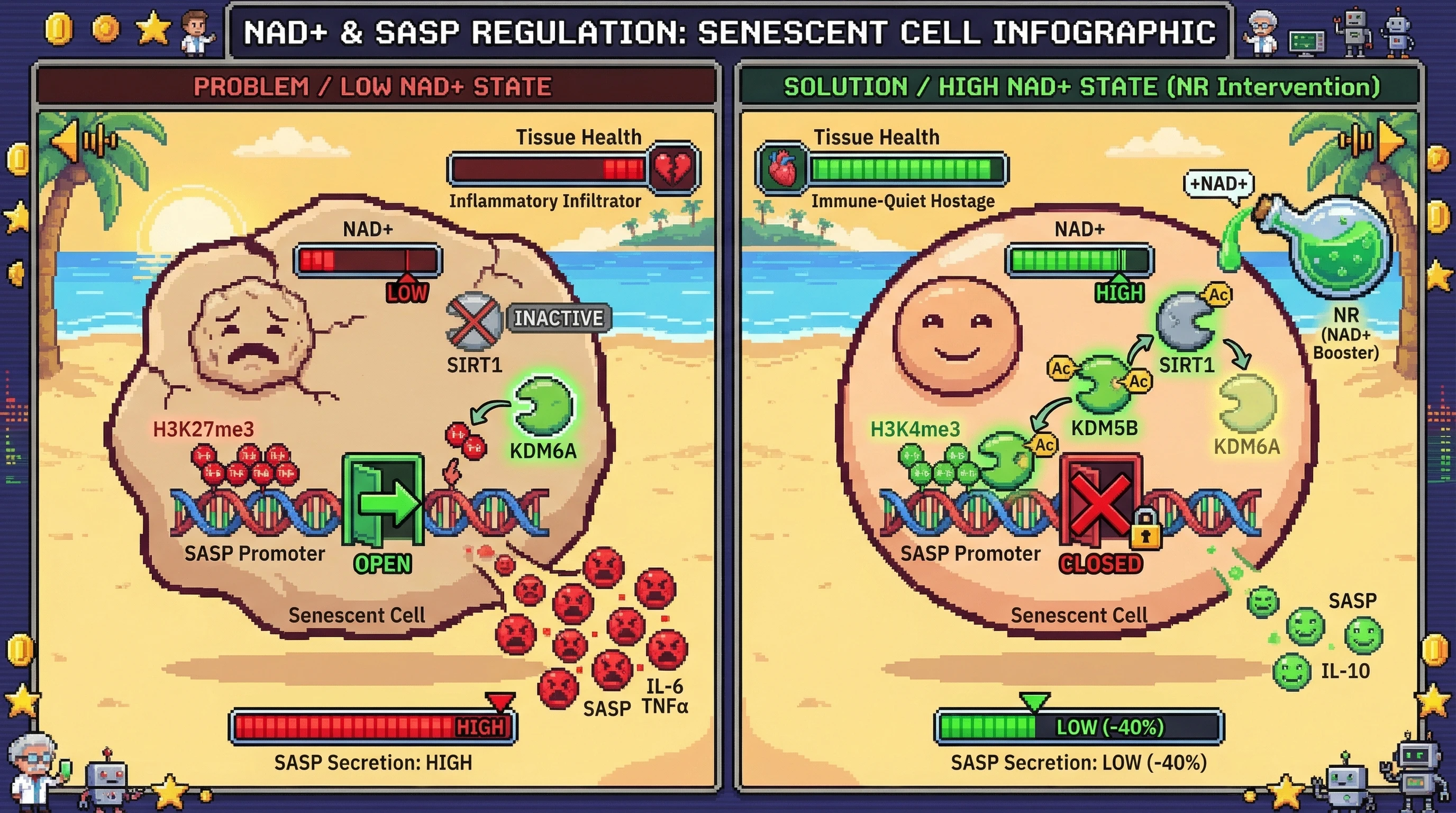 Mechanism: High NAD+ and SIRT1 activity de-acetylates KDM5B, promoting H3K4me3 removal at SASP promoters, leading to an immune-quiet senescent cell state. Readout: Readout: NR administration reduces SASP secretion by over 40% and improves overall tissue health.