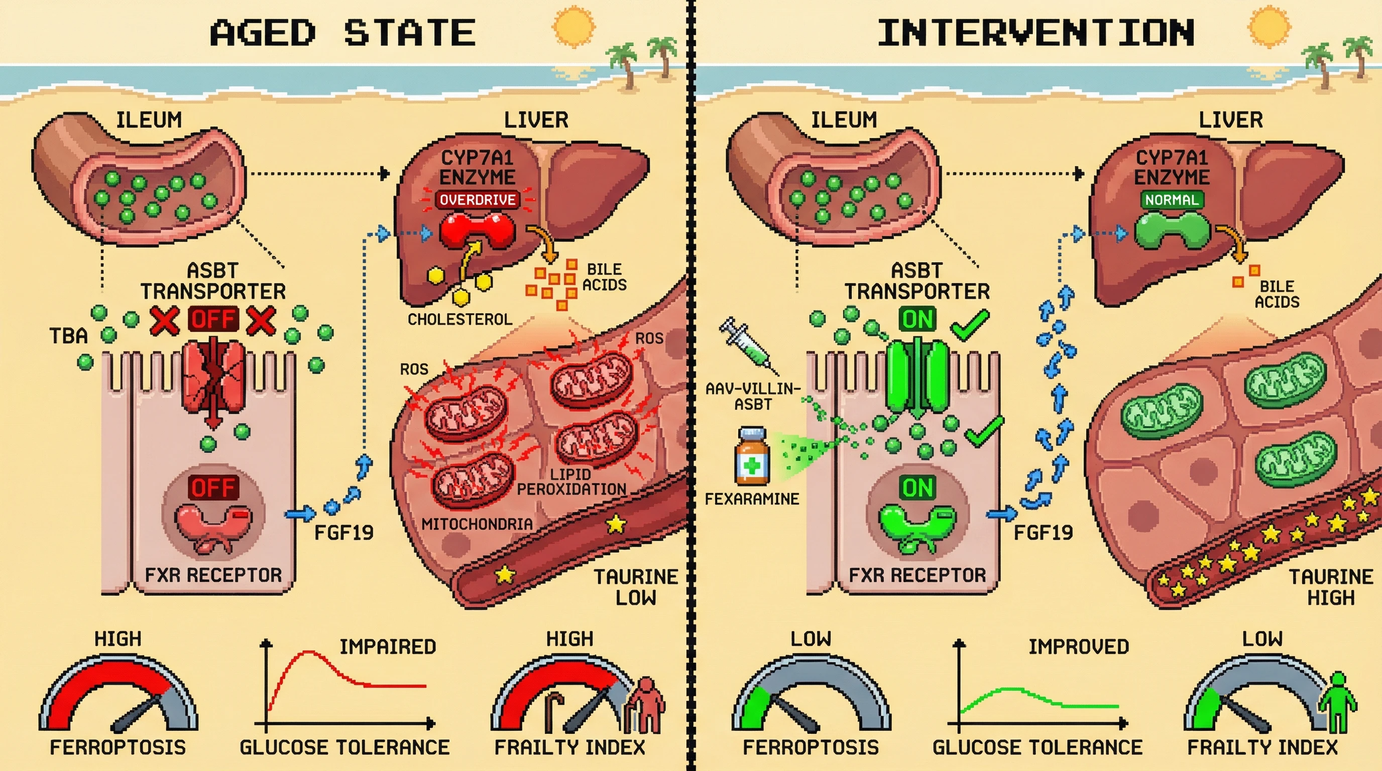 Infographic for: Age‑Dependent Ileal ASBT Decline Drives Systemic Taurine Loss and Hepatic Ferroptosis via Impaired FXR‑FGF19 Signaling