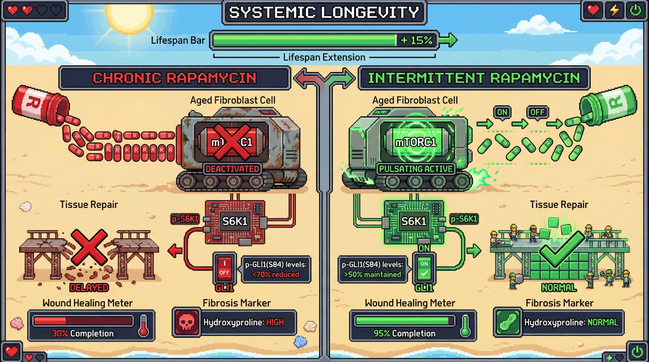 Infographic for: Intermittent mTOR inhibition preserves GLI1-mediated stromal repair while retaining systemic longevity benefits