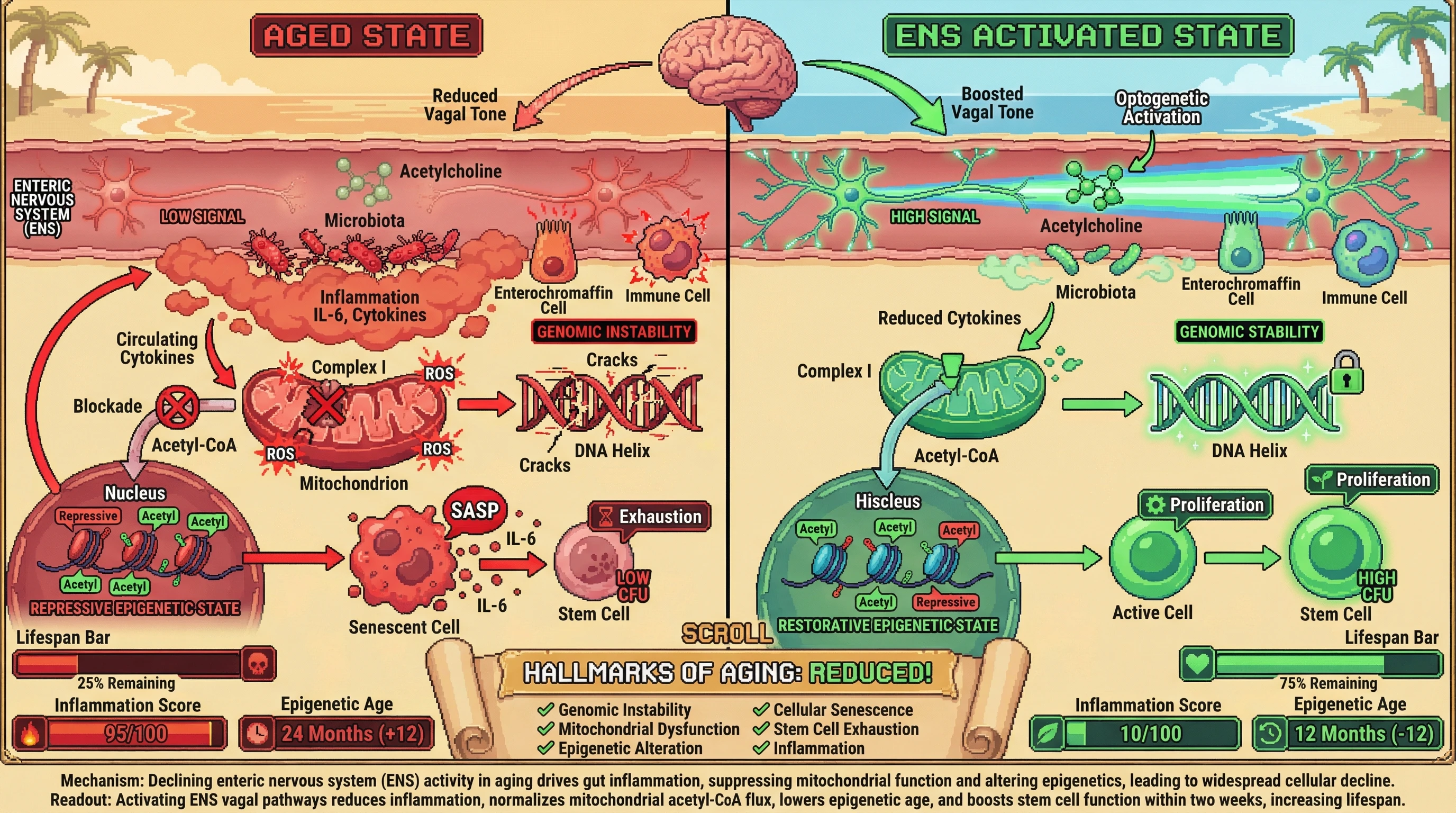 Infographic for: Enteric Nervous System Drives a Unified Aging Program Through Mitochondrial-Epigenetic Signaling
