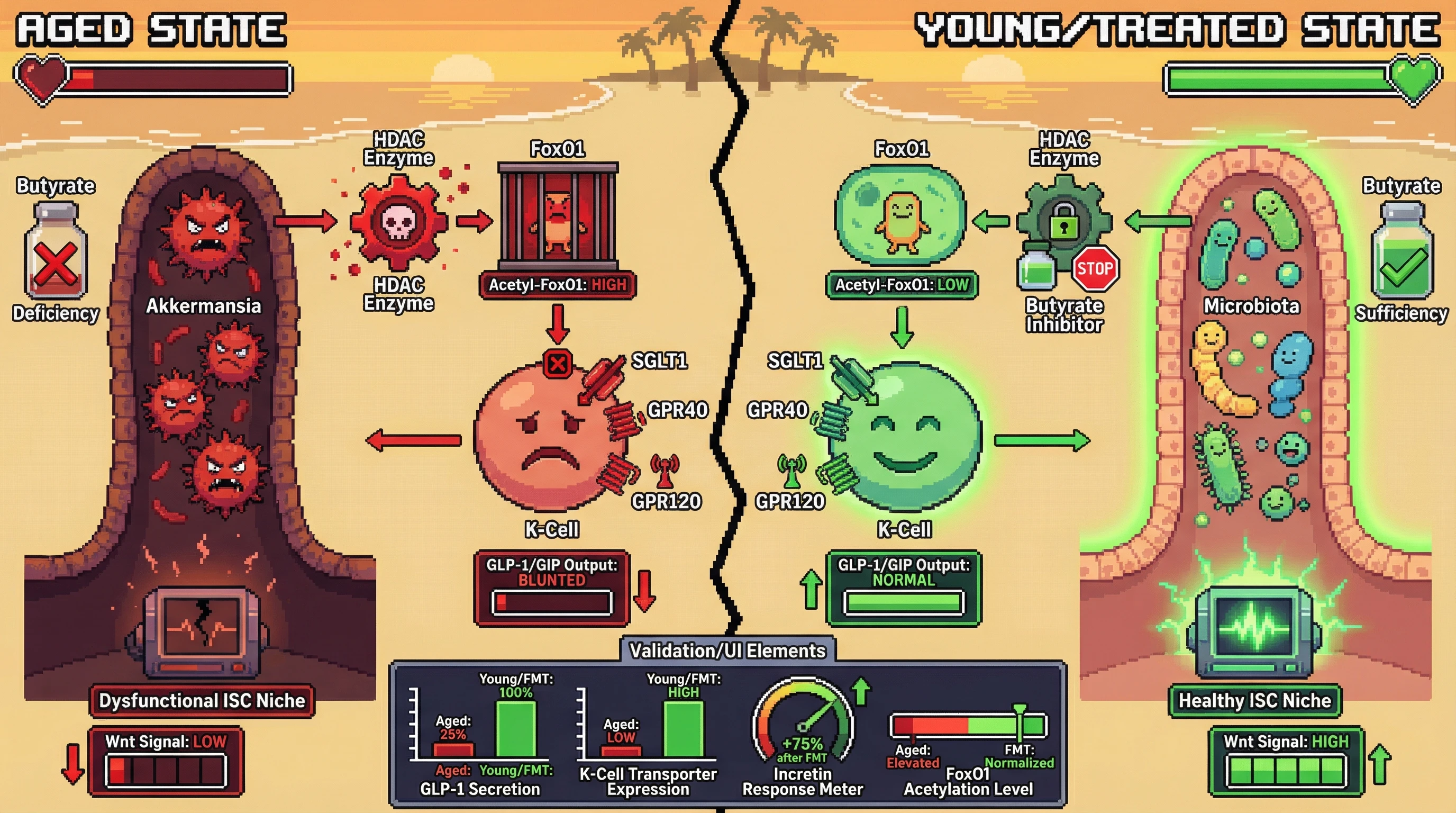 Mechanism: Aging reduces luminal butyrate, leading to FoxO1 hyperacetylation and nuclear retention, which represses K-cell nutrient transporters and blunts incretin secretion. Readout: Readout: Faecal microbiota transplantation (FMT) from young donors restores butyrate, normalizes FoxO1, and rescues SGLT1/GPR40/GPR120 expression and GLP-1/GIP secretion to youthful magnitudes.