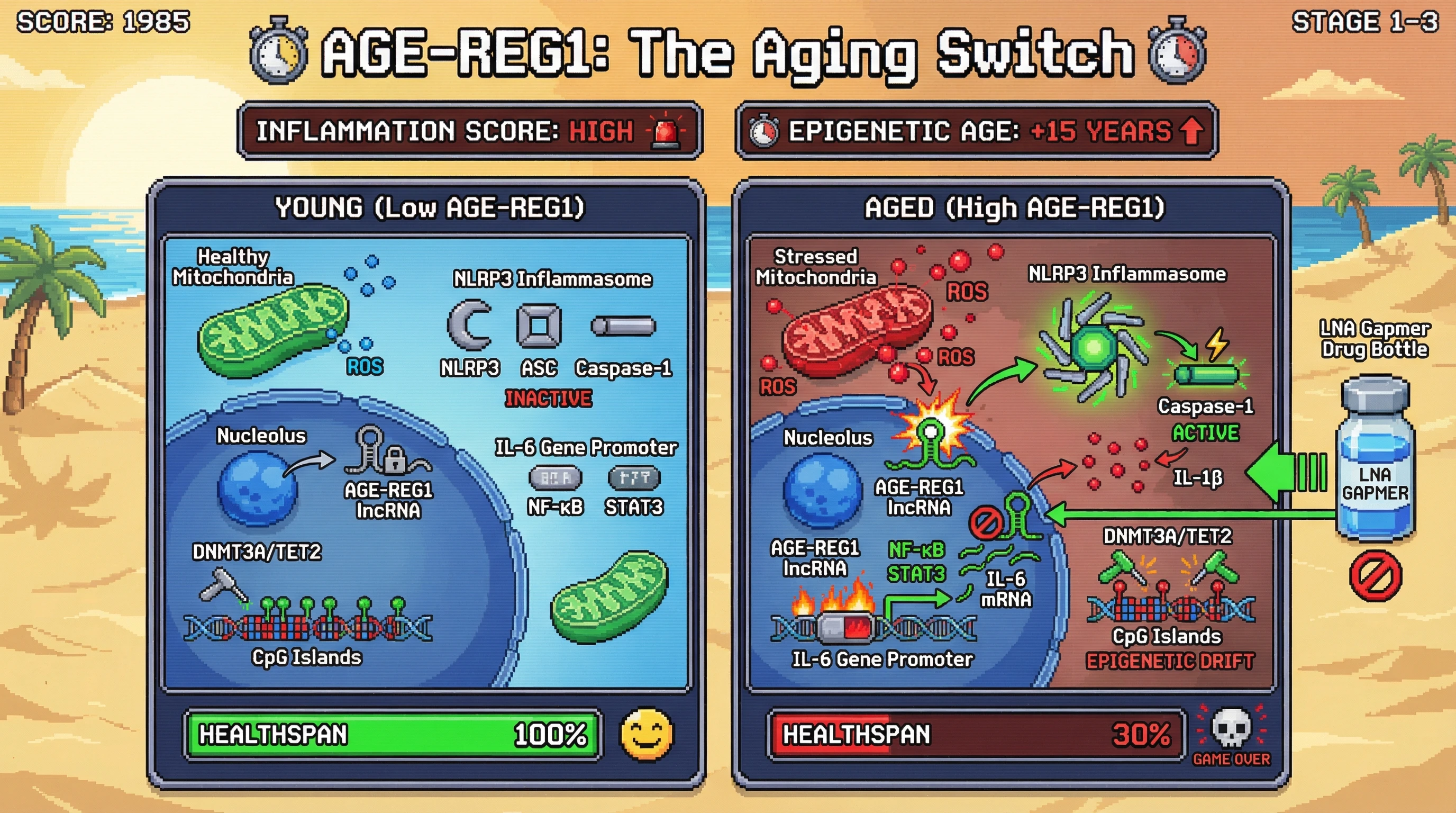 Mechanism: High mitochondrial ROS oxidizes AGE-REG1, releasing it to activate the NLRP3 inflammasome, promote IL-6 transcription, and guide epigenetic drift. Readout: Readout: This leads to increased IL-1β, elevated inflammation score, accelerated epigenetic aging by 15 years, and a reduced healthspan to 30%.