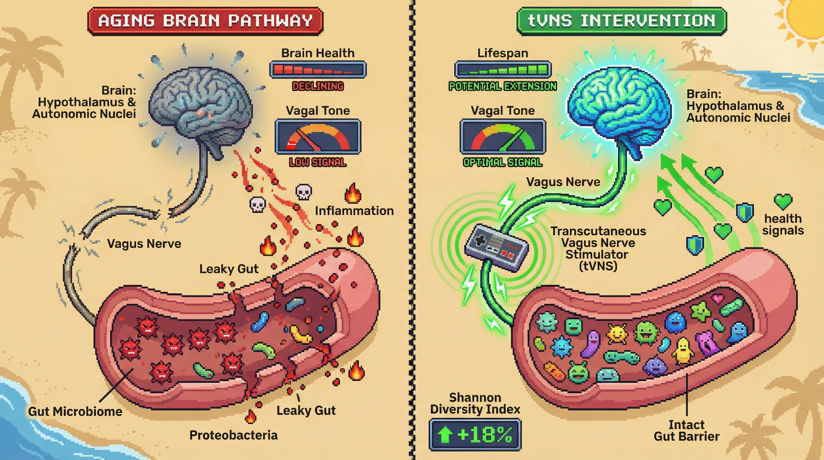 This infographic contrasts the aging brain's impact on gut dysbiosis via reduced vagal tone with the restorative effects of Transcutaneous Vagus Nerve Stimulation (tVNS), demonstrating the brain-to-gut direction of the axis and improved microbial diversity.