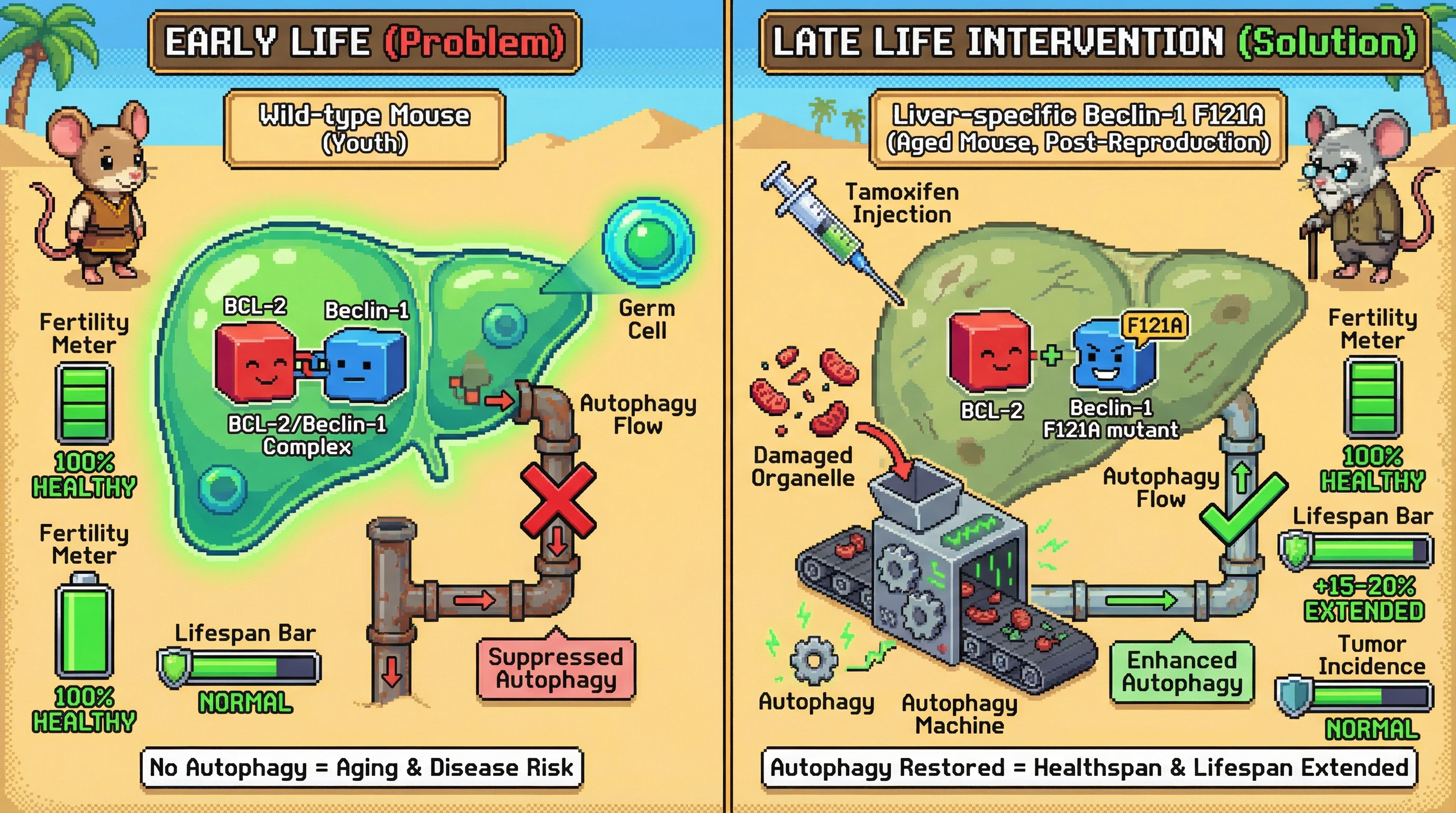 Infographic for: Temporal, tissue-specificdisruption of the BCL-2/Beclin-1 brake reveals aging as an antagonistic pleiotropy side‑effect, not a programmed feature