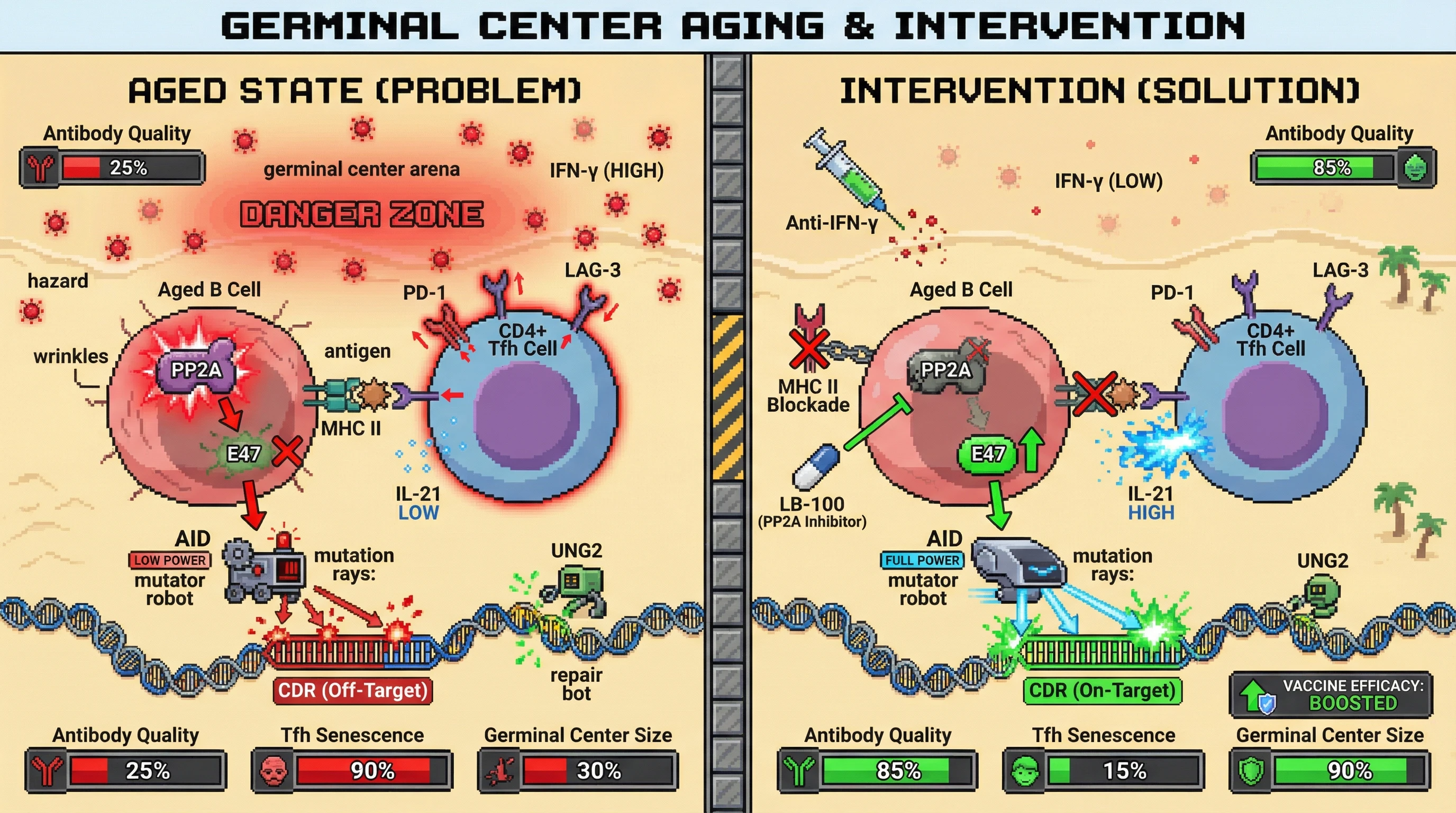 Infographic for: AID Targeting Bias Driven by Inflamed Microenvironment and B‑Cell‑Mediated Tfh Senescence Explains Age‑Related Antibody Quality Loss