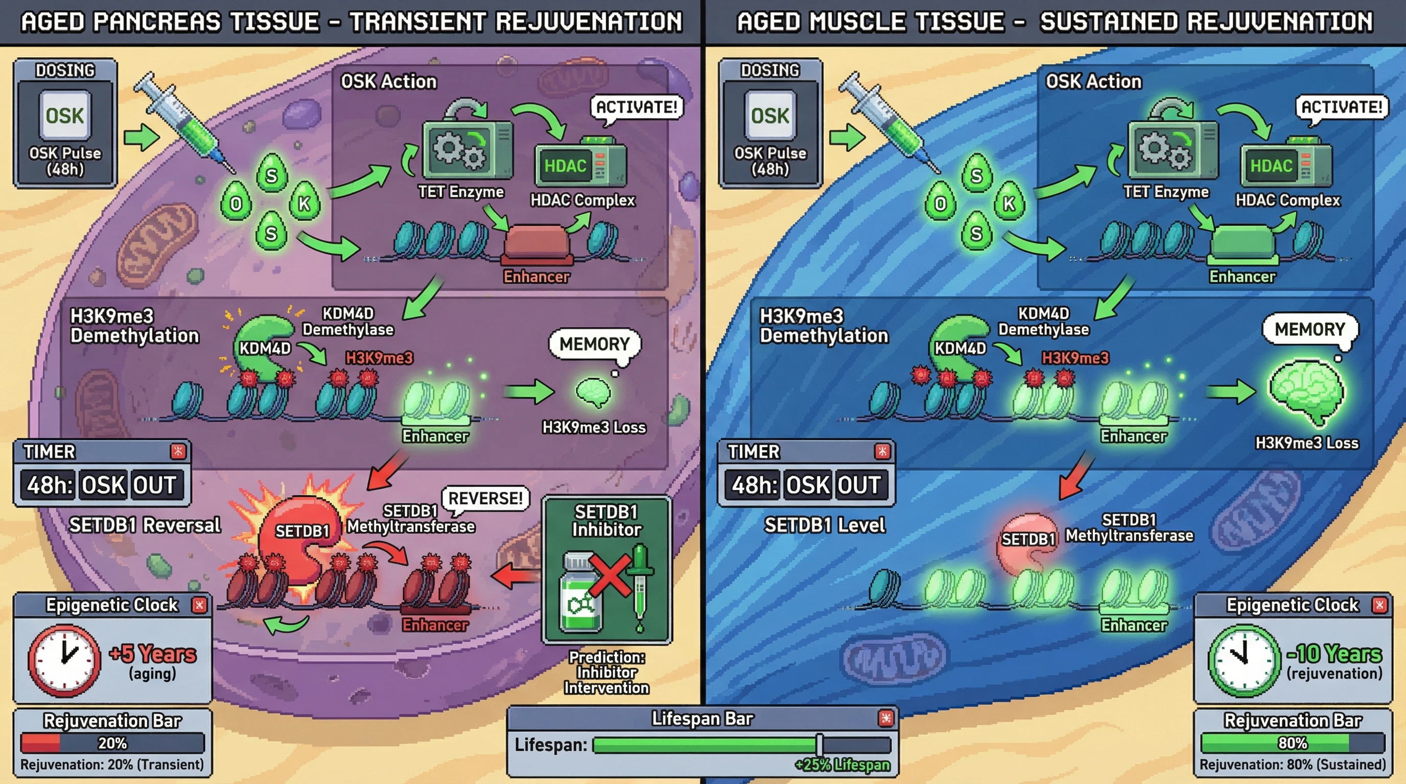 Infographic for: Transient OSK pulses induce a reversible H3K9me3‑dependent epigenetic memory that predicts long‑term tissue‑specific rejuvenation