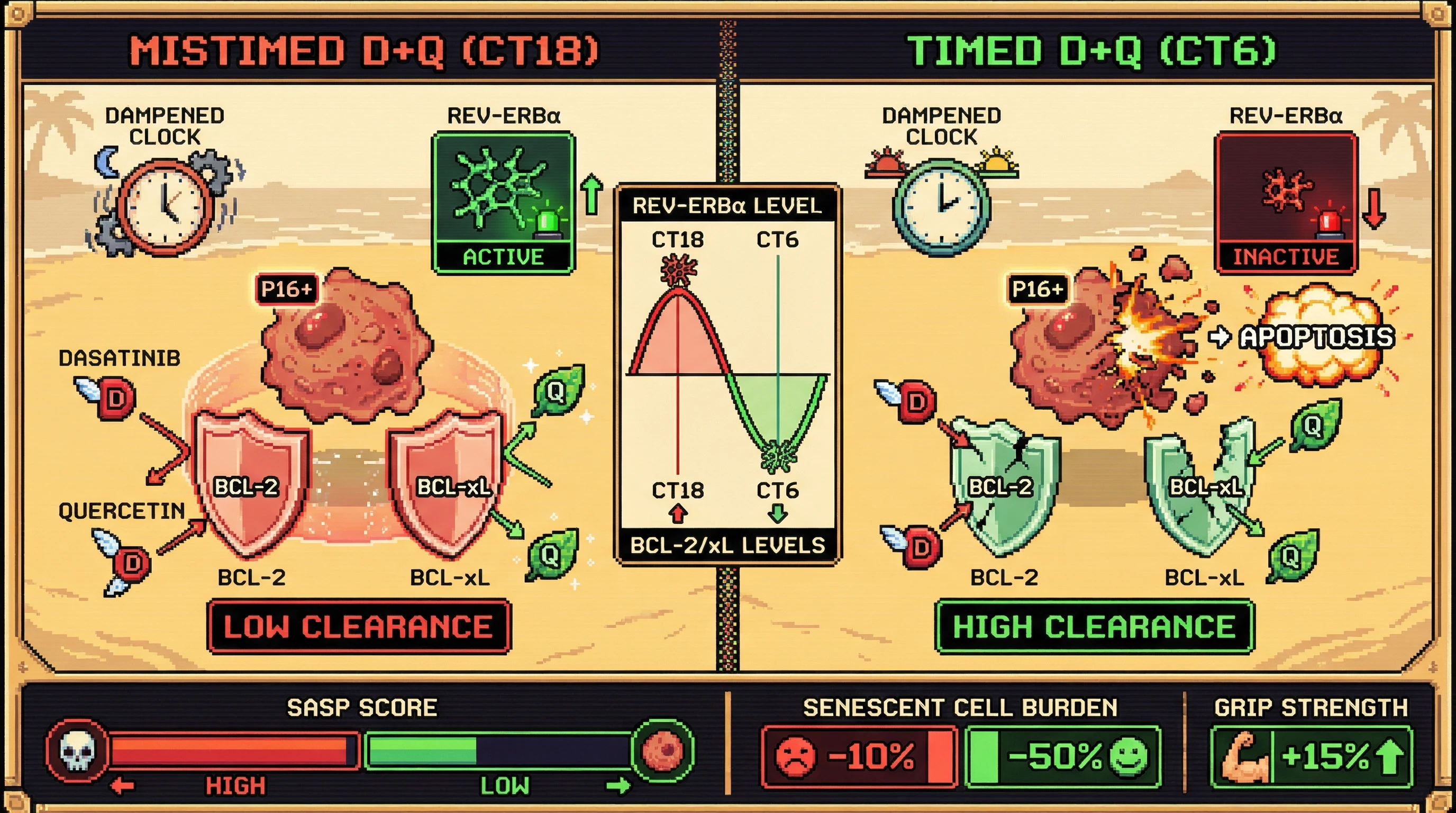 Infographic for: Circadian‑Timed Senolytic Therapy: Synchronizing Dasatinib+Quercetin Administration with REV-ERBα Troughs to Maximize Senescent Cell Clearance