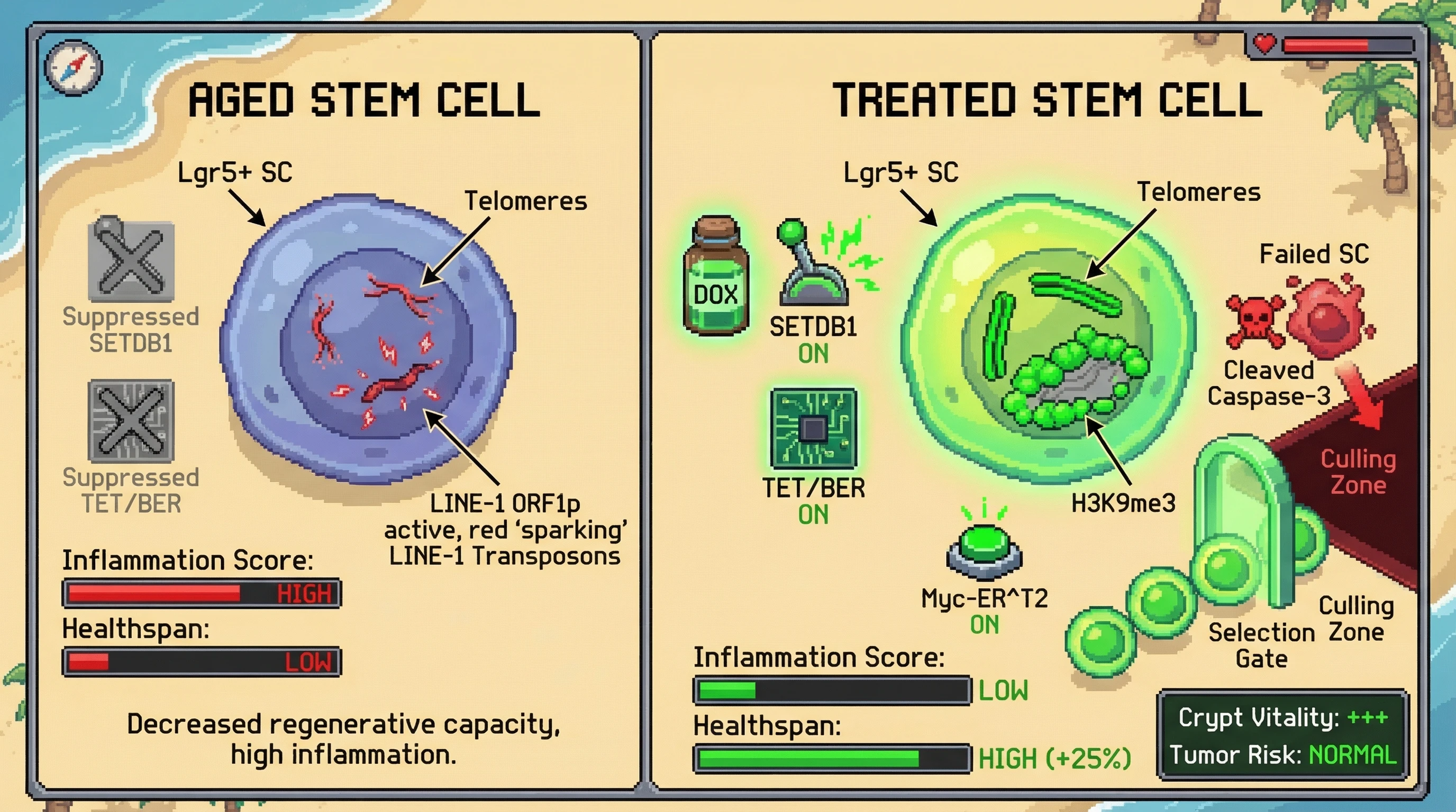 Mechanism: Doxycycline-induced SETDB1, TET, and BER enzymes reset epigenetics in Lgr5+ intestinal stem cells, followed by Myc-ER^T2-driven culling of failed cells. Readout: Readout: Treated cells show elongated telomeres, silenced LINE-1 transposons, decreased inflammation, and increased healthspan by 25%, with normal tumor risk.