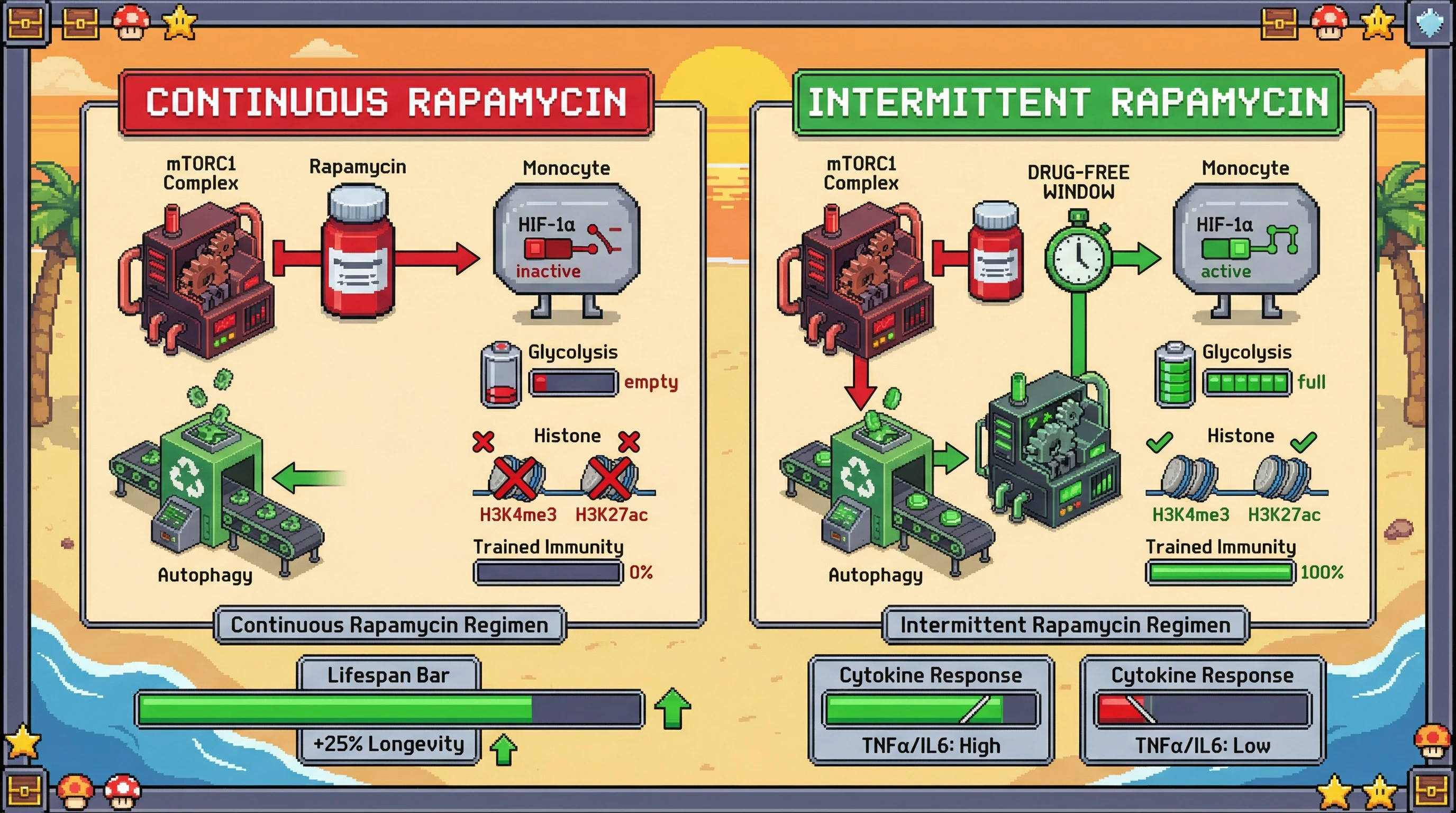 Infographic for: Intermittent mTOR inhibition preserves trained immunity while extending lifespan by coupling periodic scarcity signaling with immune readiness