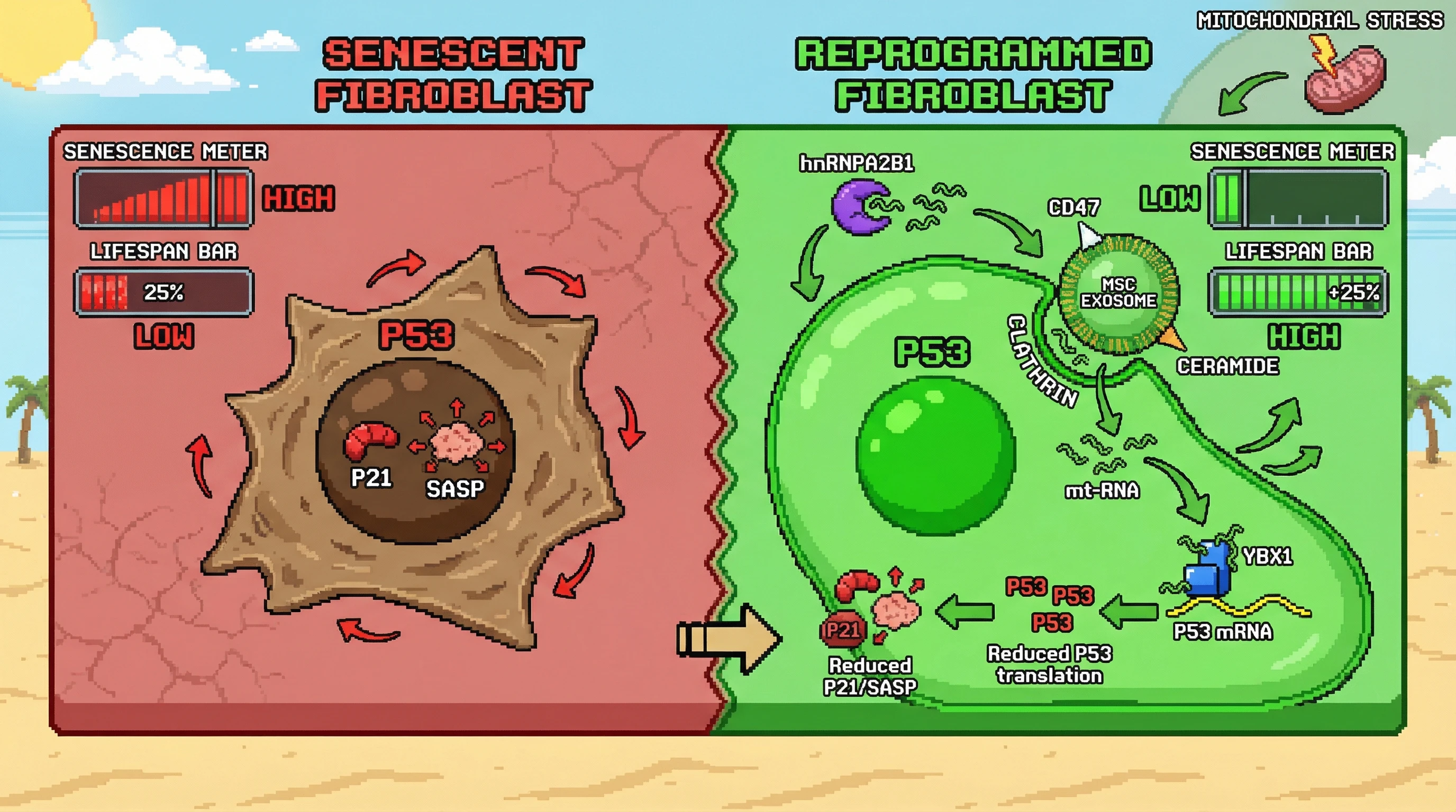 Mechanism: Exosomes from healthy mesenchymal stem cells deliver mitochondrial-derived RNAs to senescent fibroblasts, which bind to YBX1 protein, thereby reducing p53 and p21 translation. Readout: Readout: This process reduces senescence markers (SA-β-gal activity) and increases cellular replicative lifespan by extending population doublings.