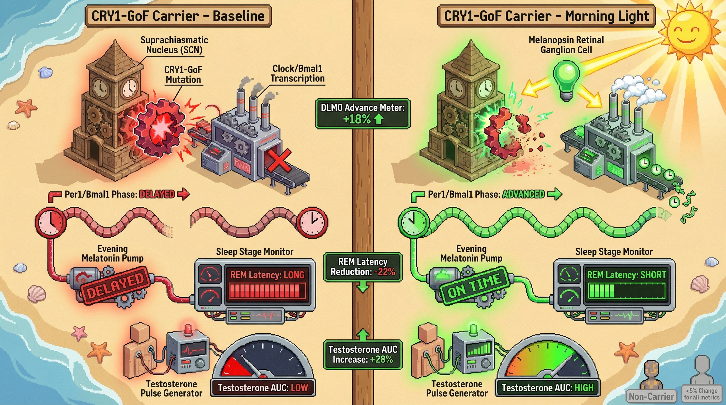 Infographic for: Genotype-Specific Morning Light Therapy to Rescue Early-Night Testosterone Pulsatility in Delayed Sleep Phase Carriers