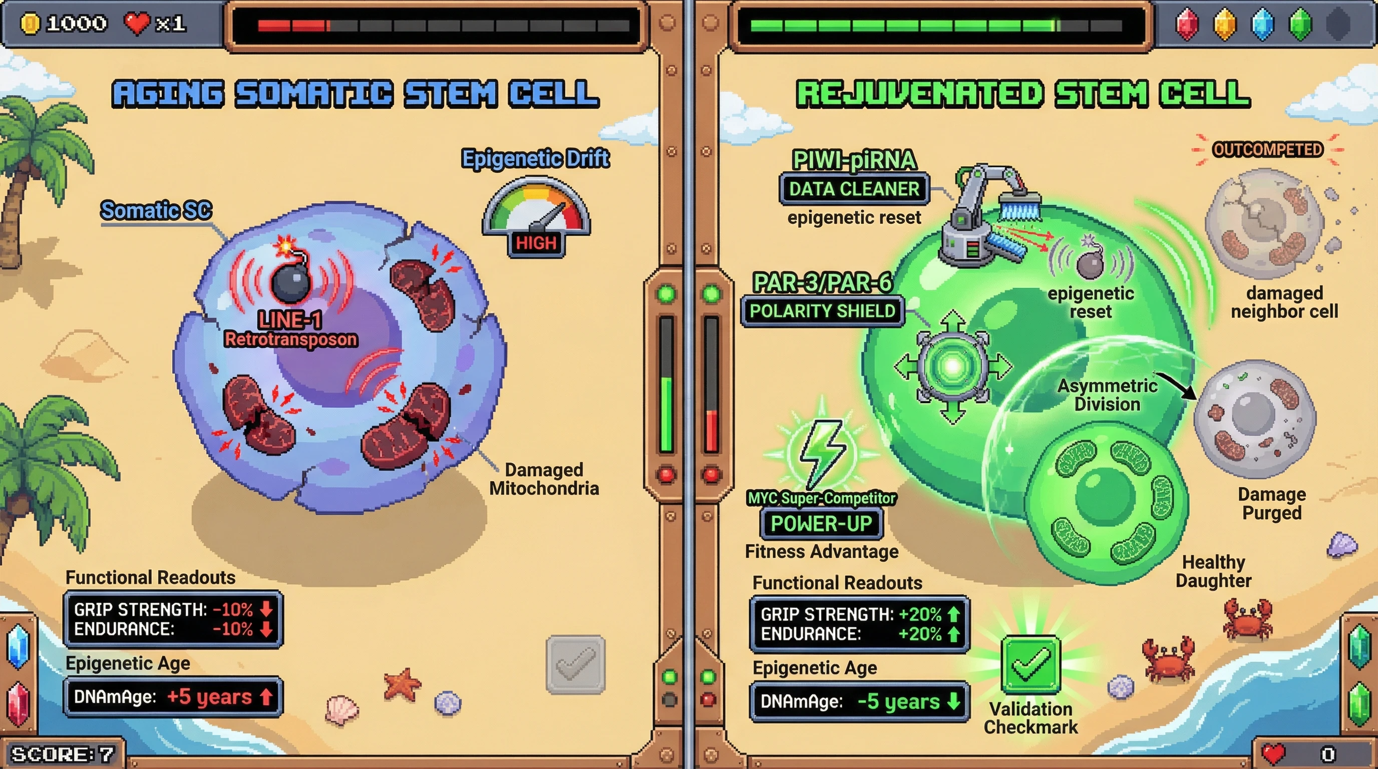 Infographic for: Inducing Germline‑Grade Quality Control in Somatic Stem Cells via PIWI‑PiRNA Activation, Asymmetric Division, and Cell Competition