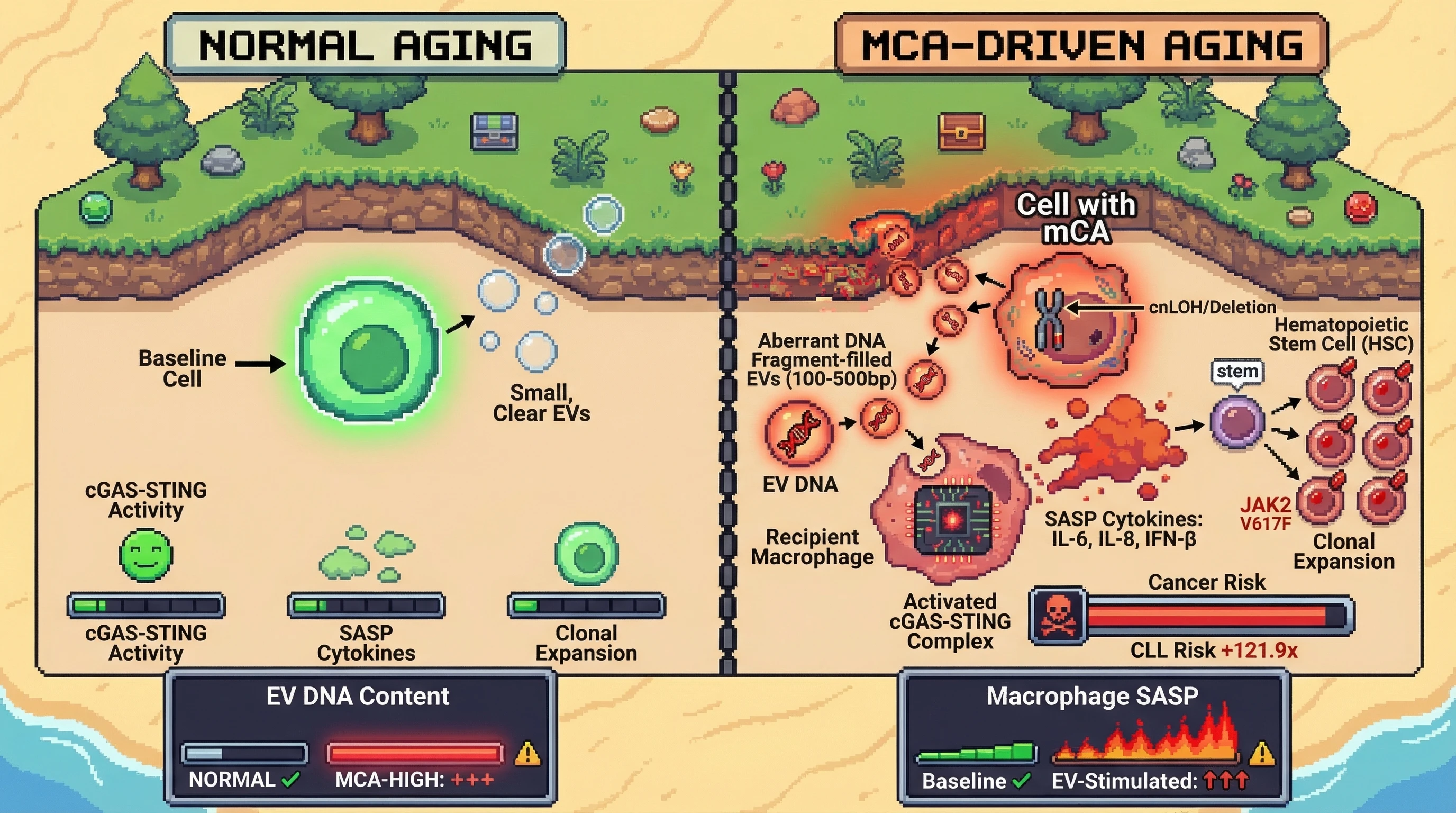 Mechanism: Mosaic chromosomal alterations (mCAs) lead to the release of DNA-filled extracellular vesicles (EVs) that activate cGAS-STING and SASP in recipient cells, fostering an inflammatory niche. Readout: Readout: This inflammatory environment drives the expansion of hematopoietic stem cells with driver mutations, significantly increasing cancer risk, exemplified by a 100-fold increase in CLL risk.