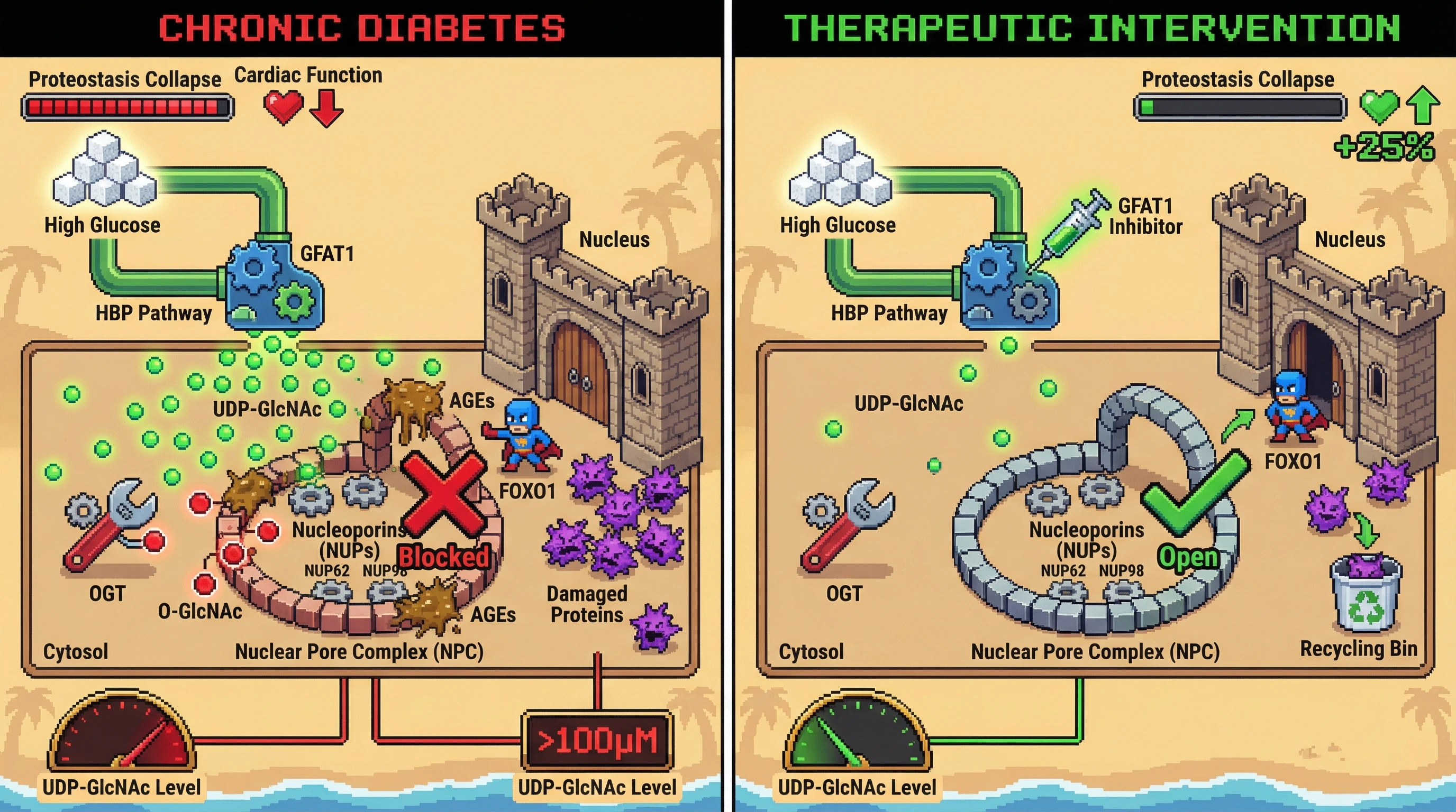 Mechanism: Chronic high UDP-GlcNAc levels in diabetes lead to O-GlcNAcylation of nucleoporins, disrupting nuclear pore complex function and causing proteostatic collapse. Readout: Readout: Pharmacological inhibition of GFAT1 reduces UDP-GlcNAc below the threshold, preventing nucleoporin modification, restoring nuclear transport, and improving cardiac function by 25%.