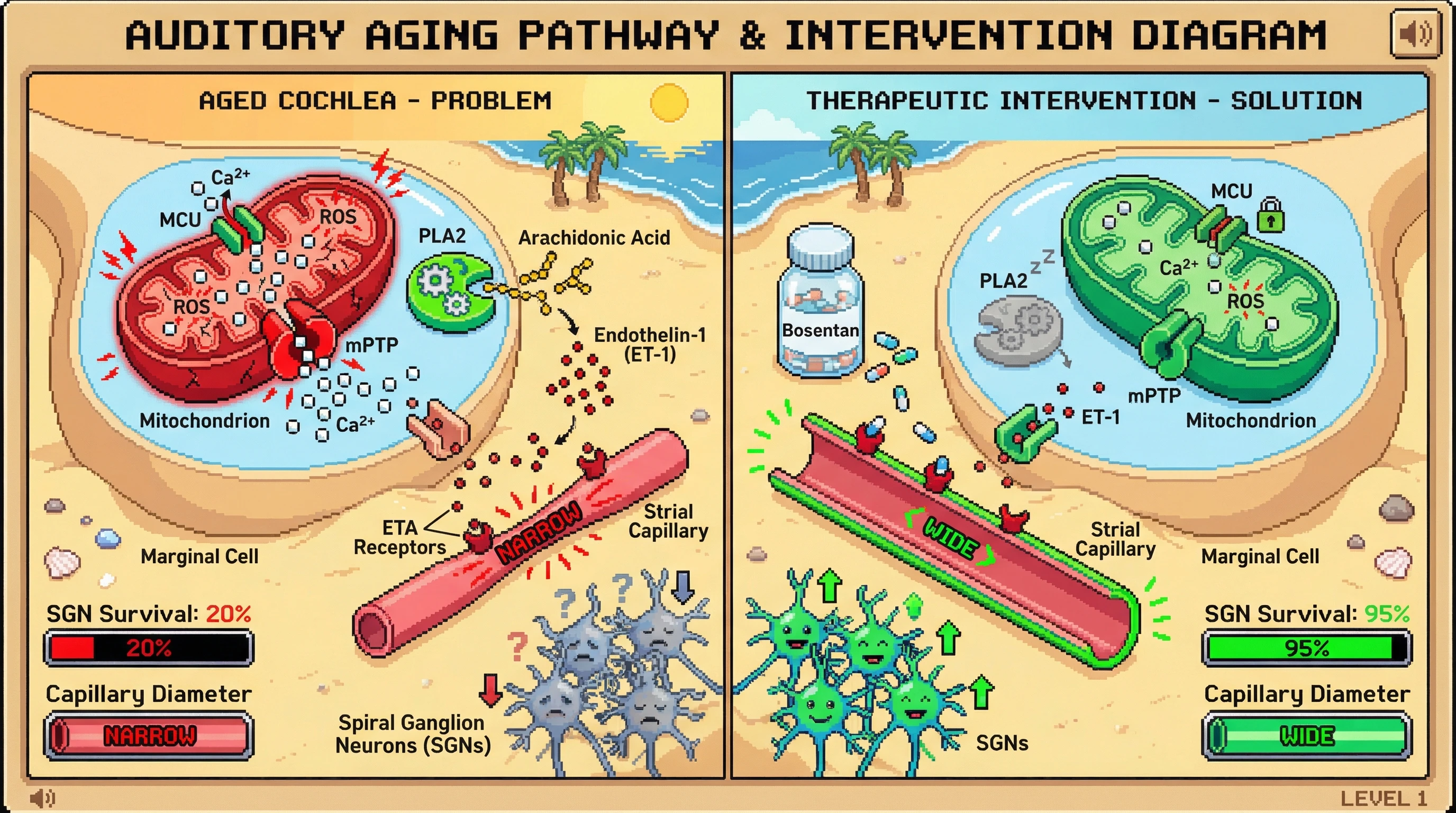 Infographic for: Mitochondrial calcium dysregulation in stria vascularis marginal cells drives endothelin-1-mediated cochlear hypoperfusion and age-related spiral ganglion neuron loss