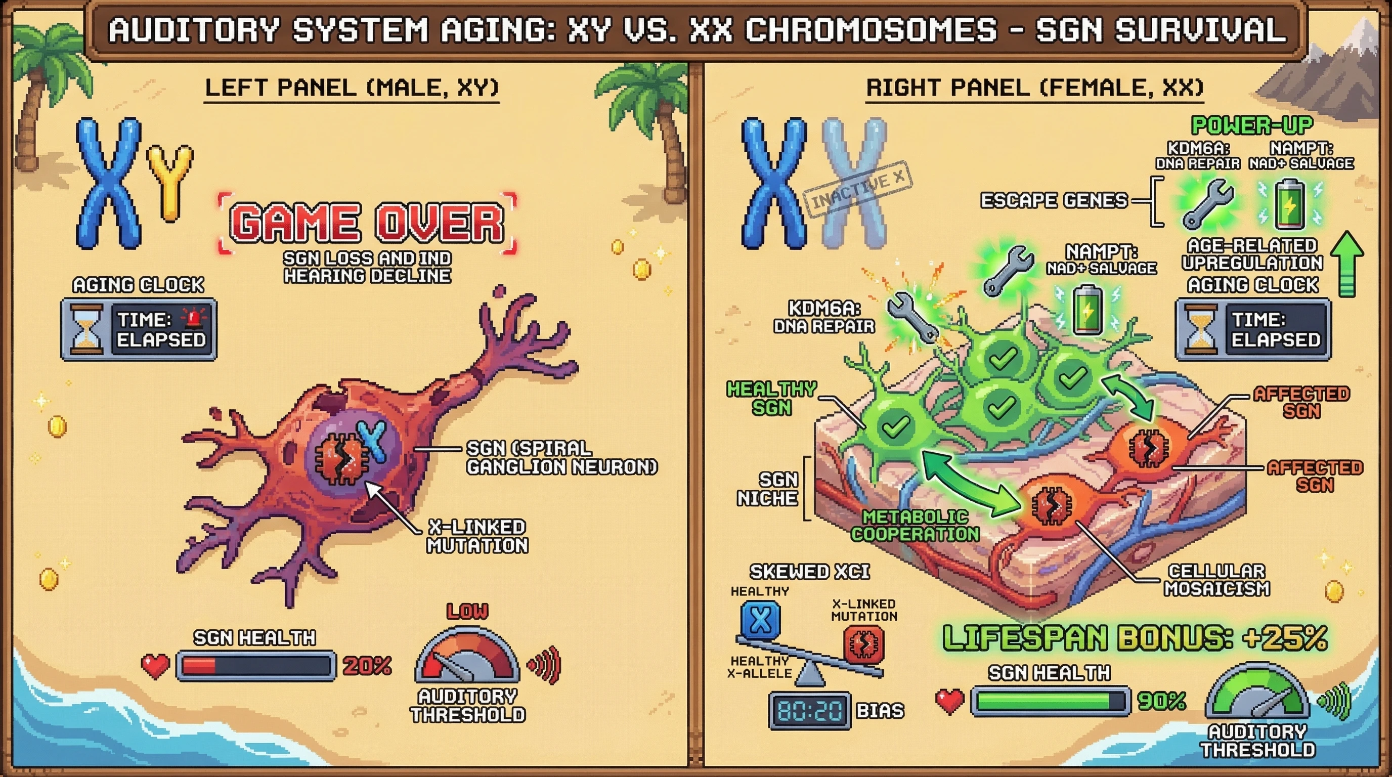 Infographic for: X Chromosome Dosage Drives Cochlear Resilience: Escape Genes and Mosaicism Protect Spiral Ganglion Neurons from Age‑Related Loss