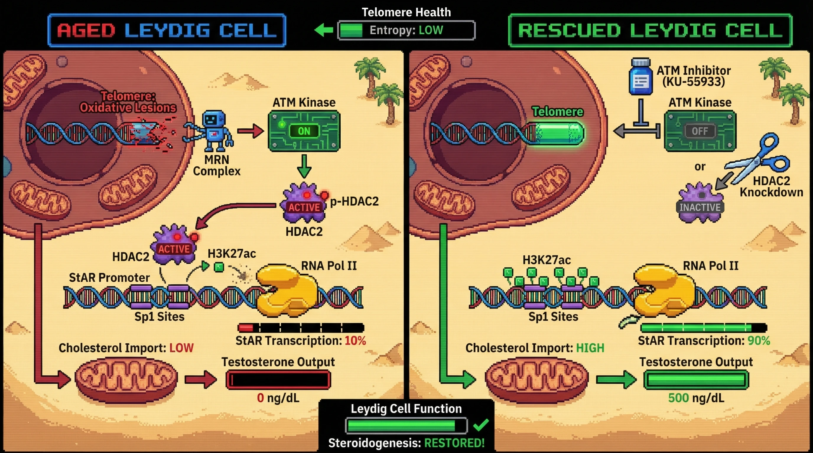 Mechanism: Telomeric oxidative damage activates ATM, which phosphorylates HDAC2, leading to chromatin condensation at the StAR promoter and reduced testosterone production in aged Leydig cells. Readout: Readout: Inhibiting ATM or HDAC2 restores StAR transcription, increases cholesterol import into mitochondria, and elevates testosterone output.