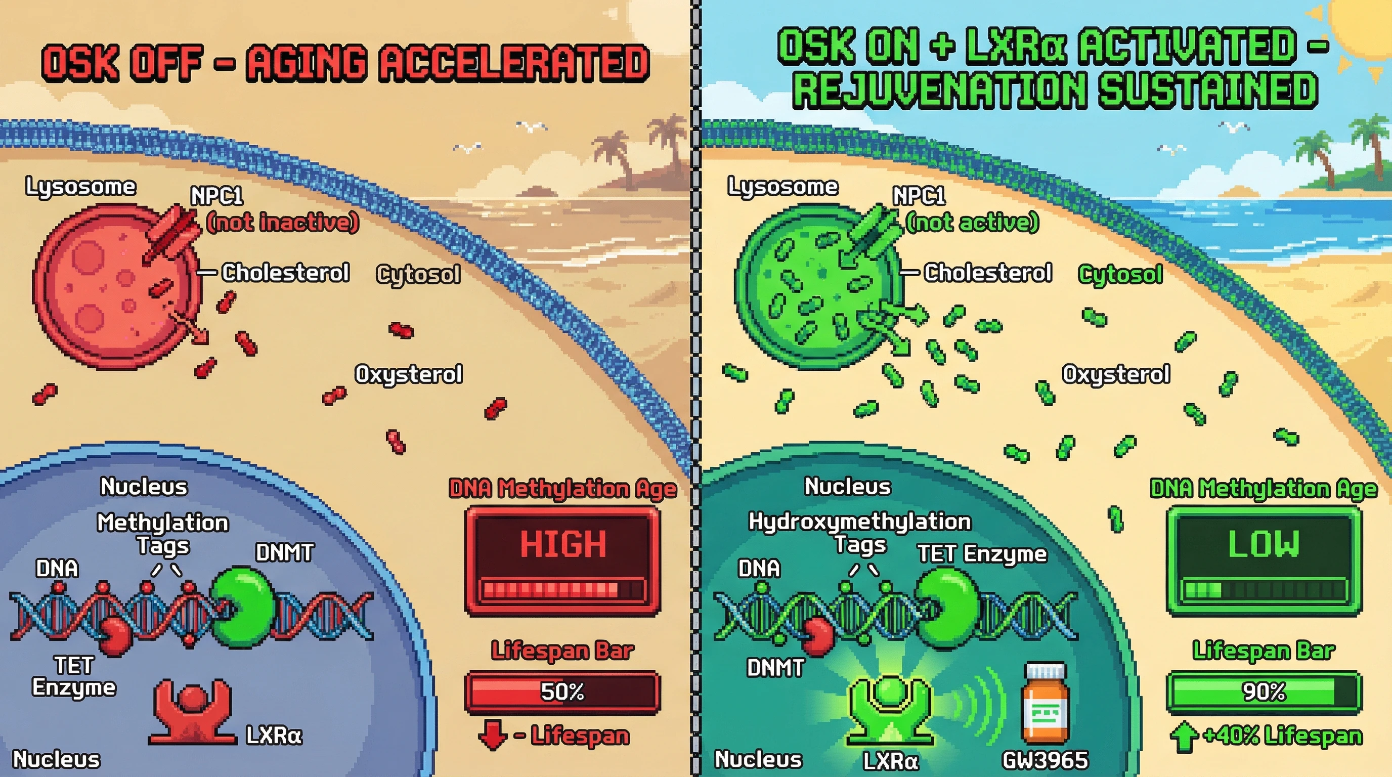 Infographic for: Lysosomal Cholesterol Efflux Drives Sustained OSK-Induced Epigenetic Rejuvenation