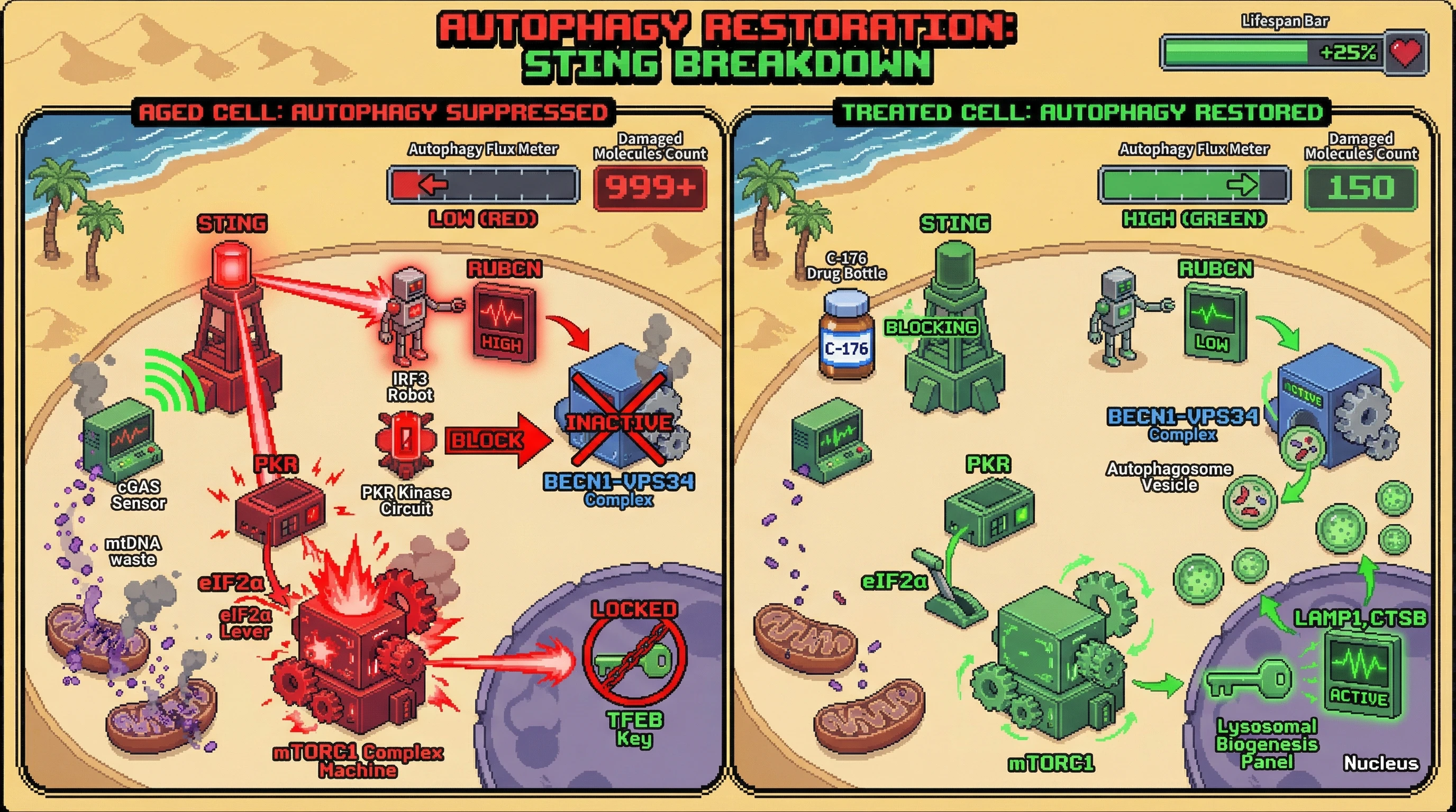 Infographic for: Chronic mtDNA‑cGAS‑STING signaling locks autophagy suppression in aging via Rubicon upregulation and mTORC1 hyperactivity